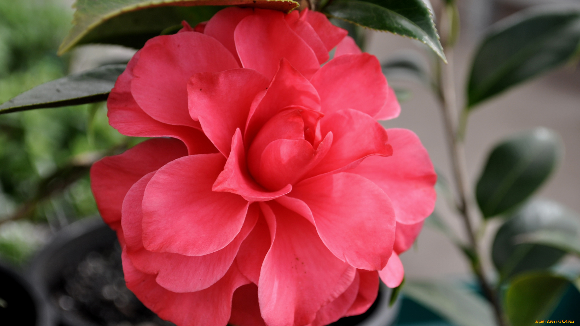 цветы, камелии, листья, розовая, камелия