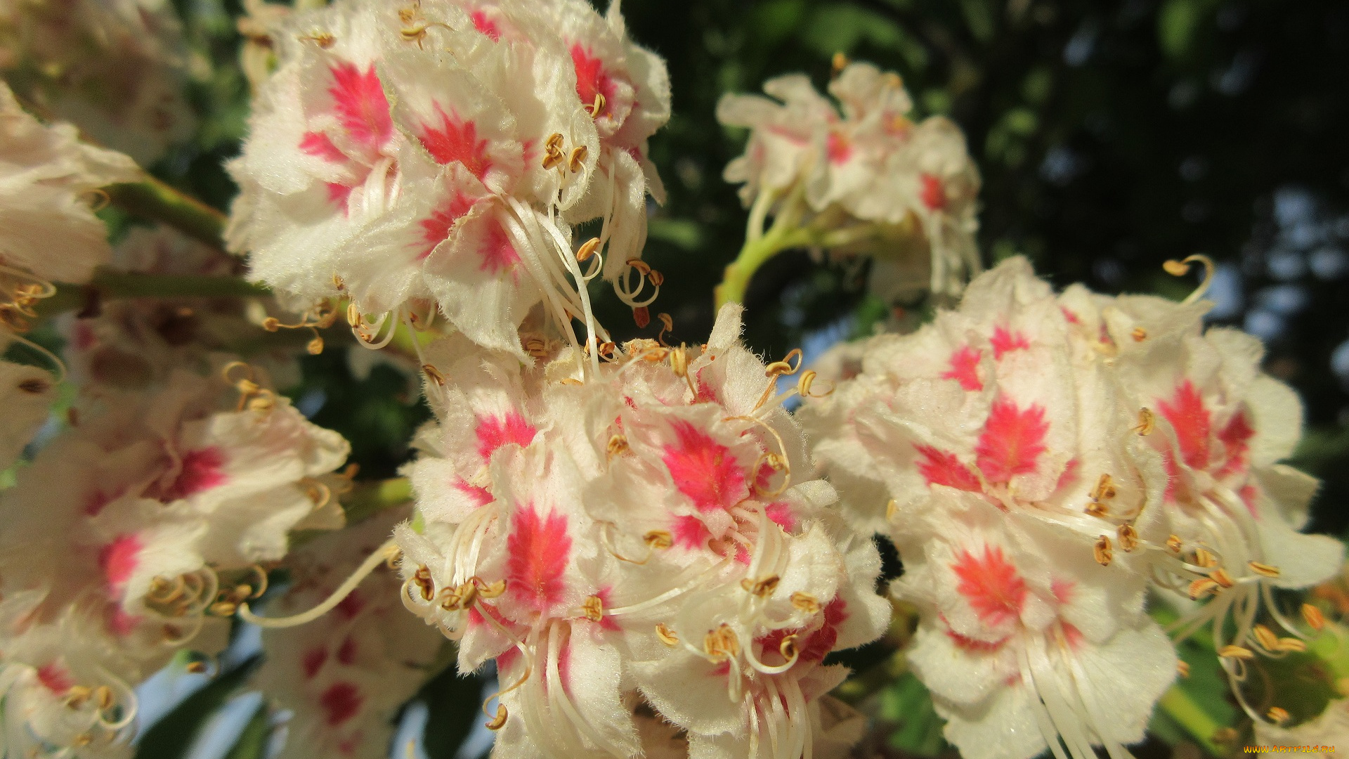 цветы, каштаны, весна, 2018