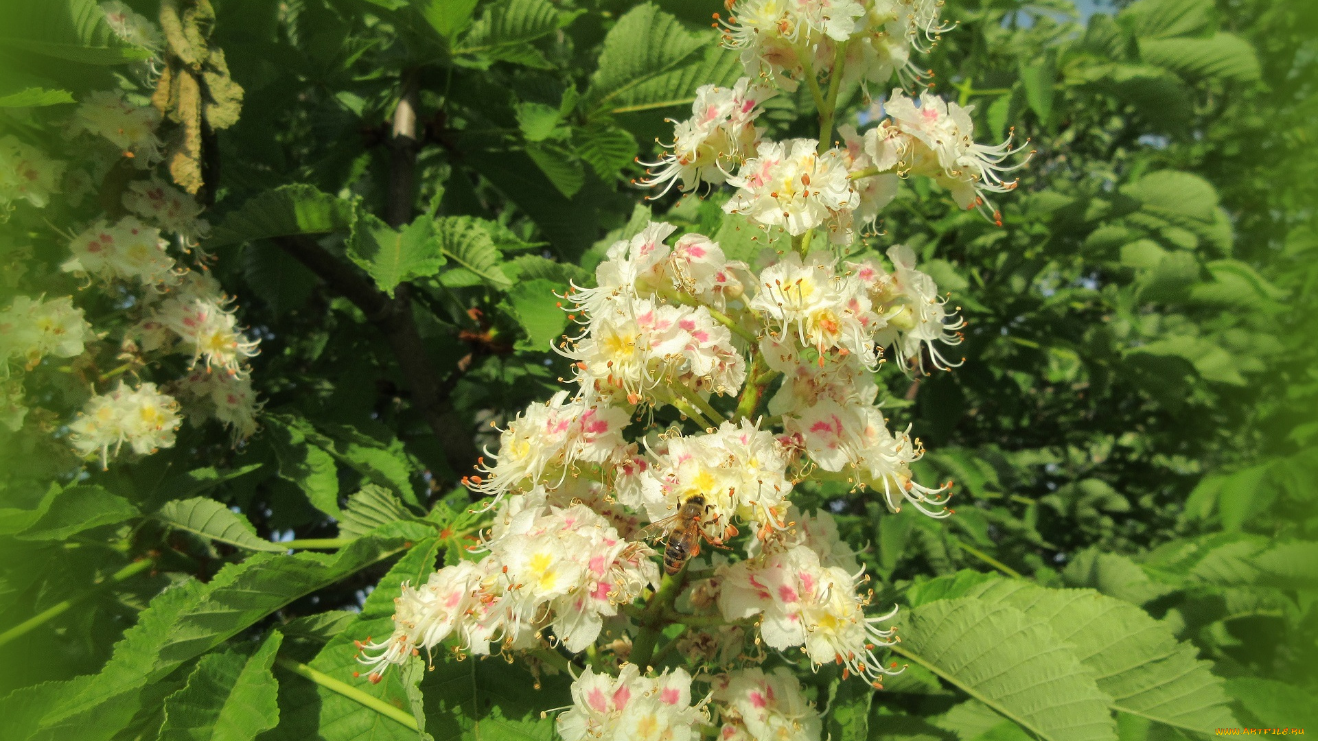 цветы, каштаны, весна, 2018