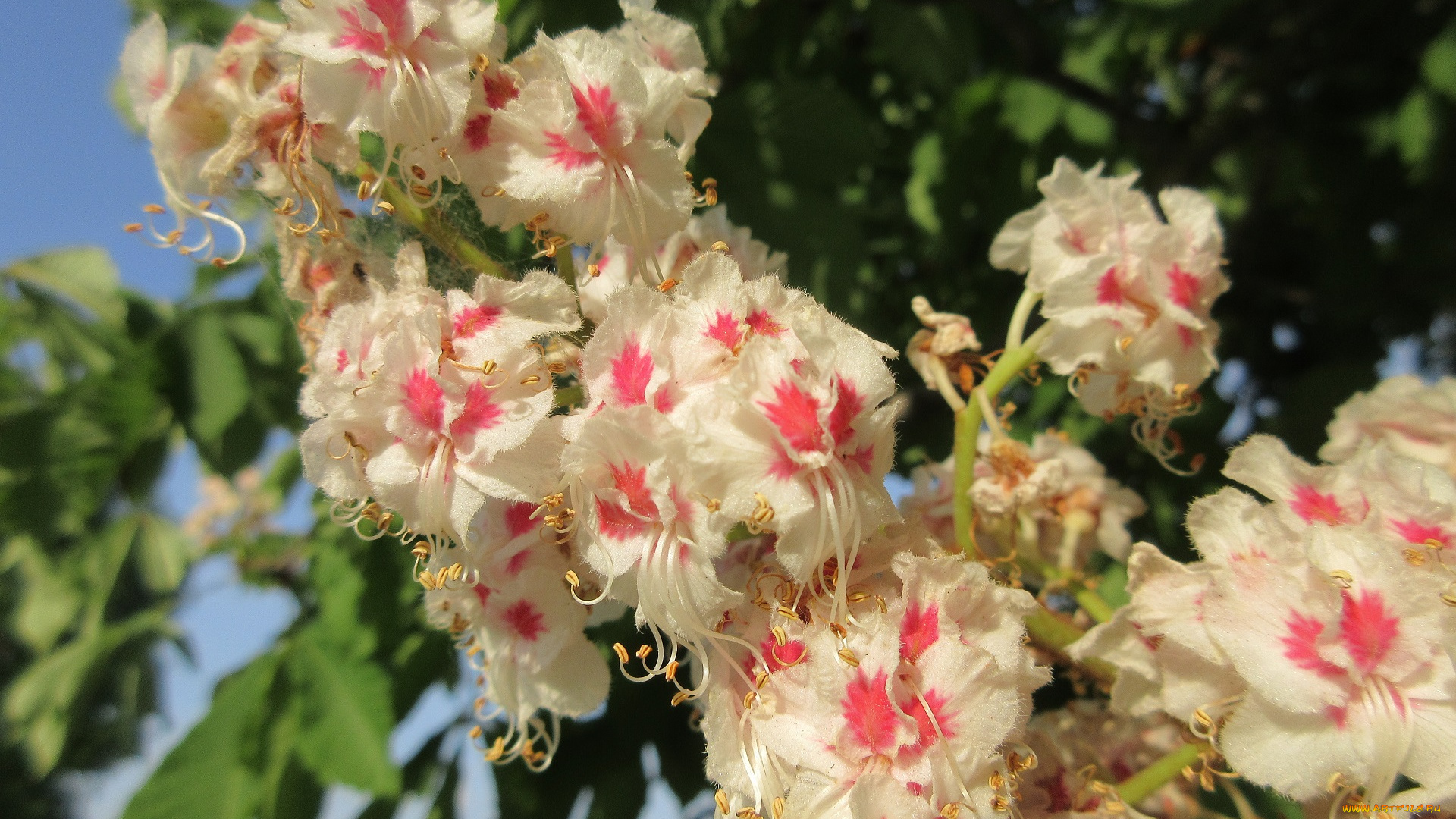 цветы, каштаны, весна, 2018