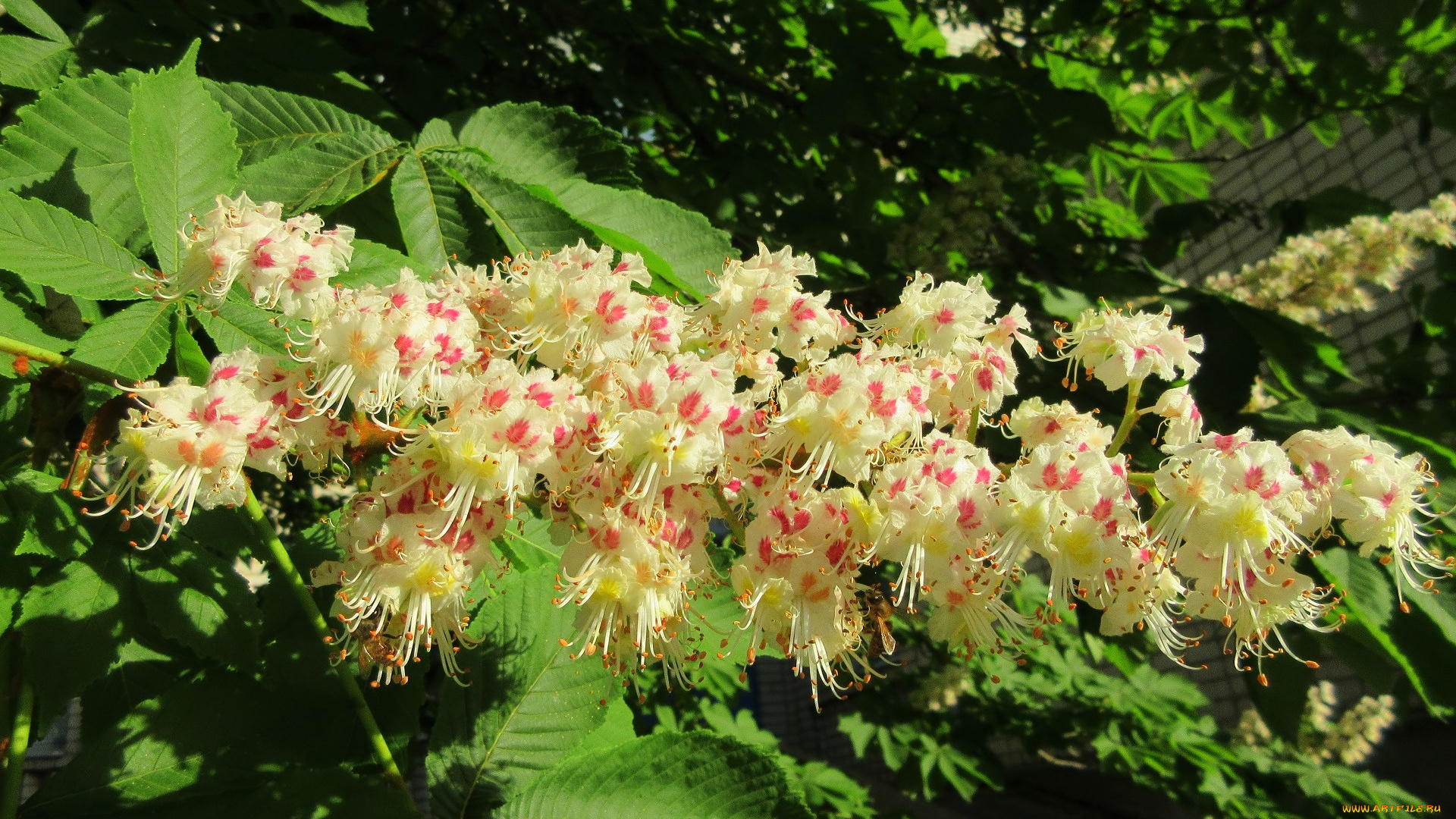 цветы, каштаны, весна, 2018