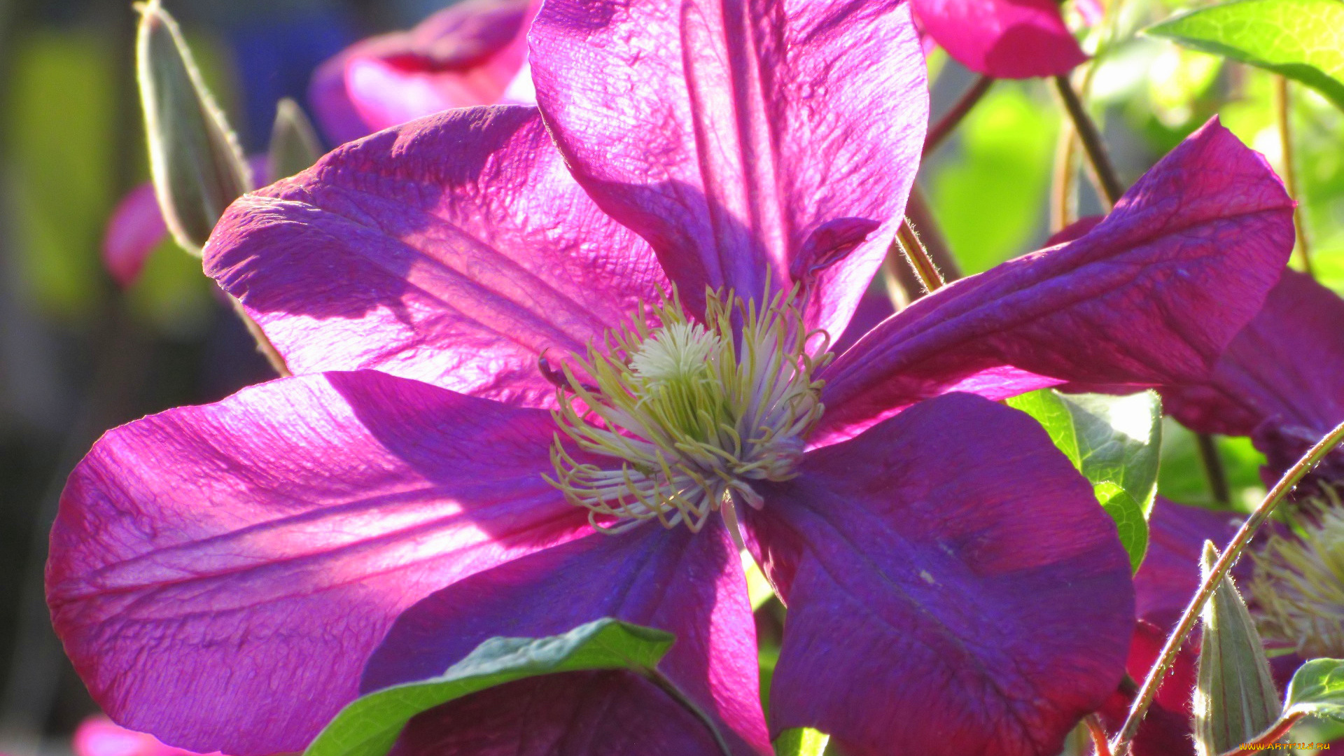 цветы, клематис, , ломонос, весна, 2018