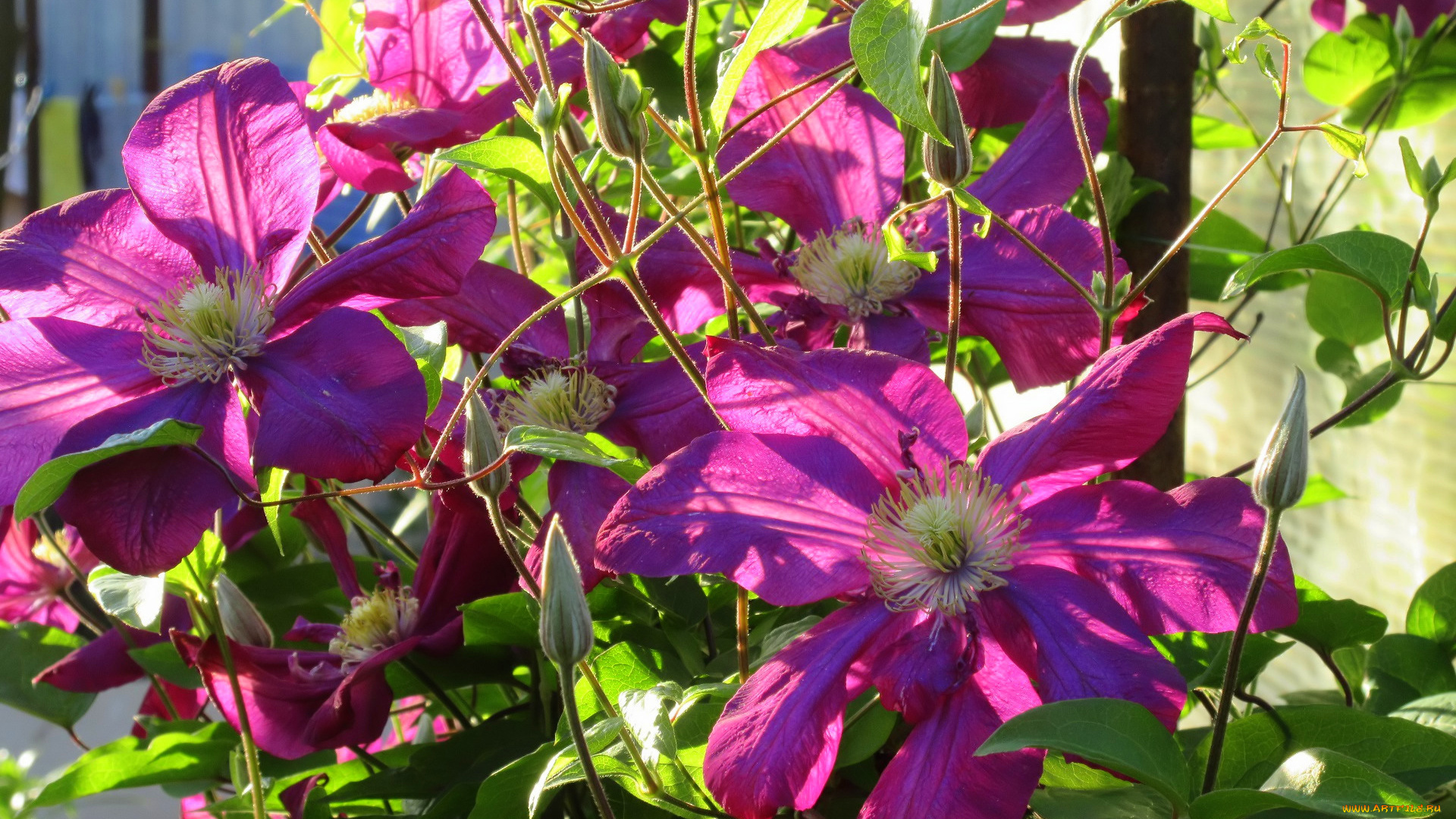 цветы, клематис, , ломонос, весна, 2018