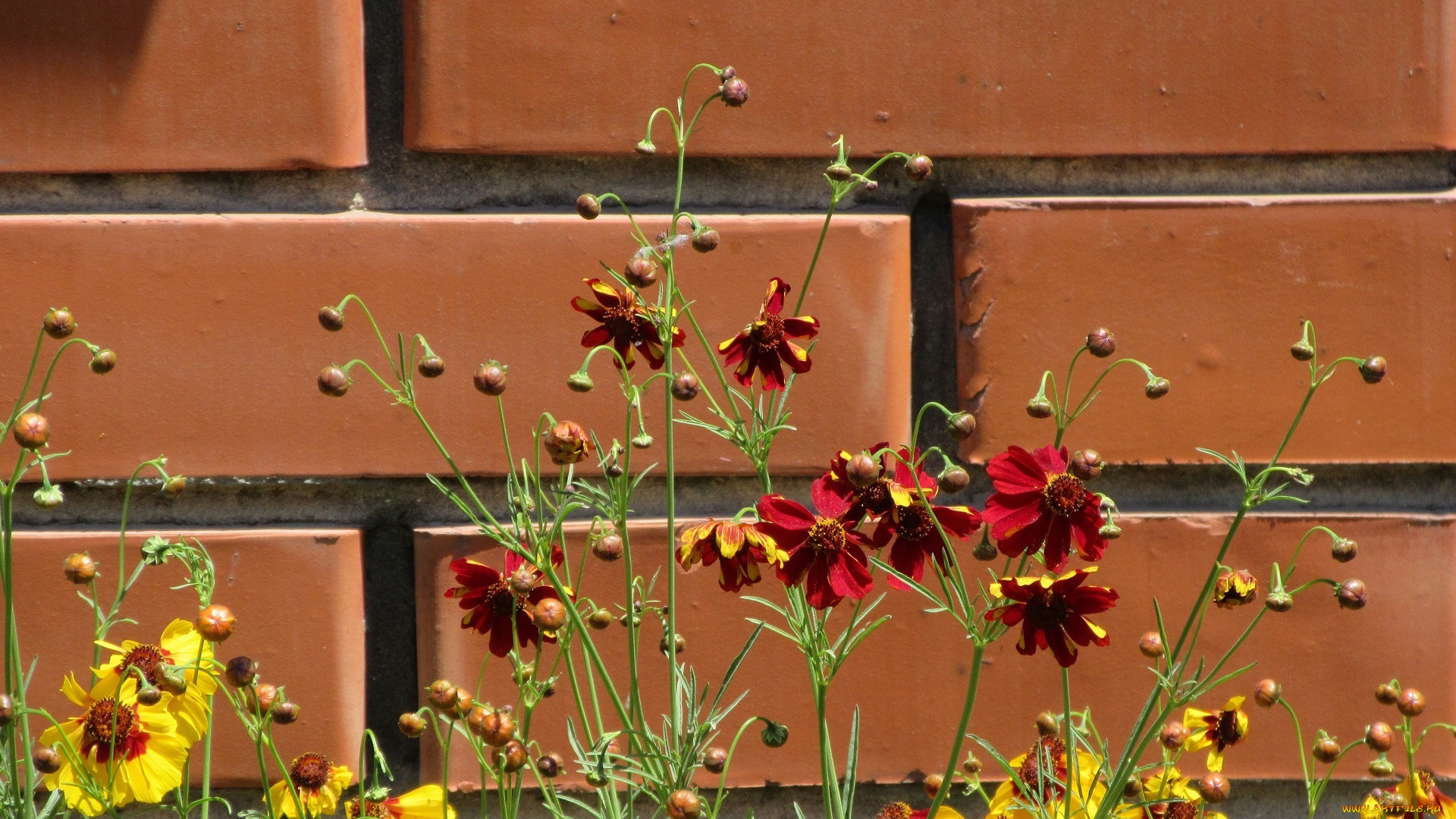 цветы, кореопсис, лето, 2018