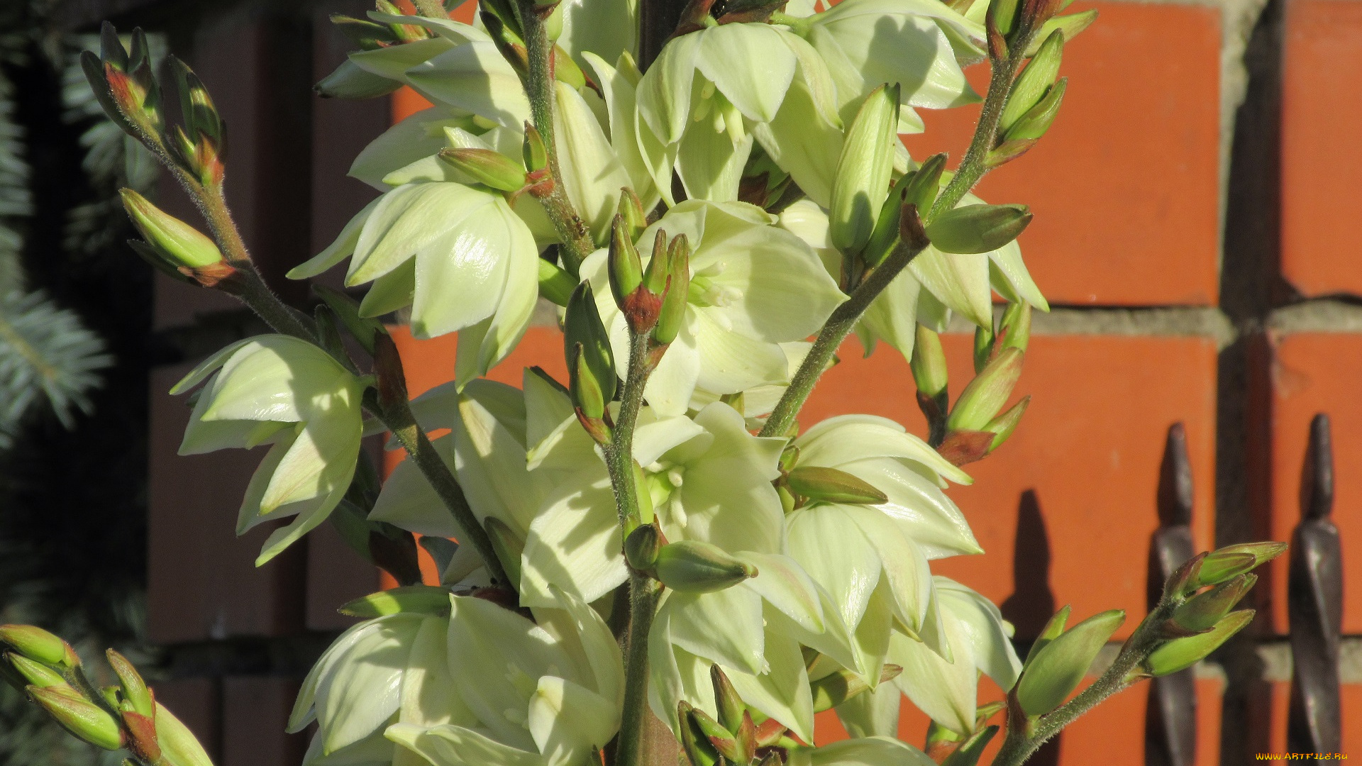 цветы, лето, 2018