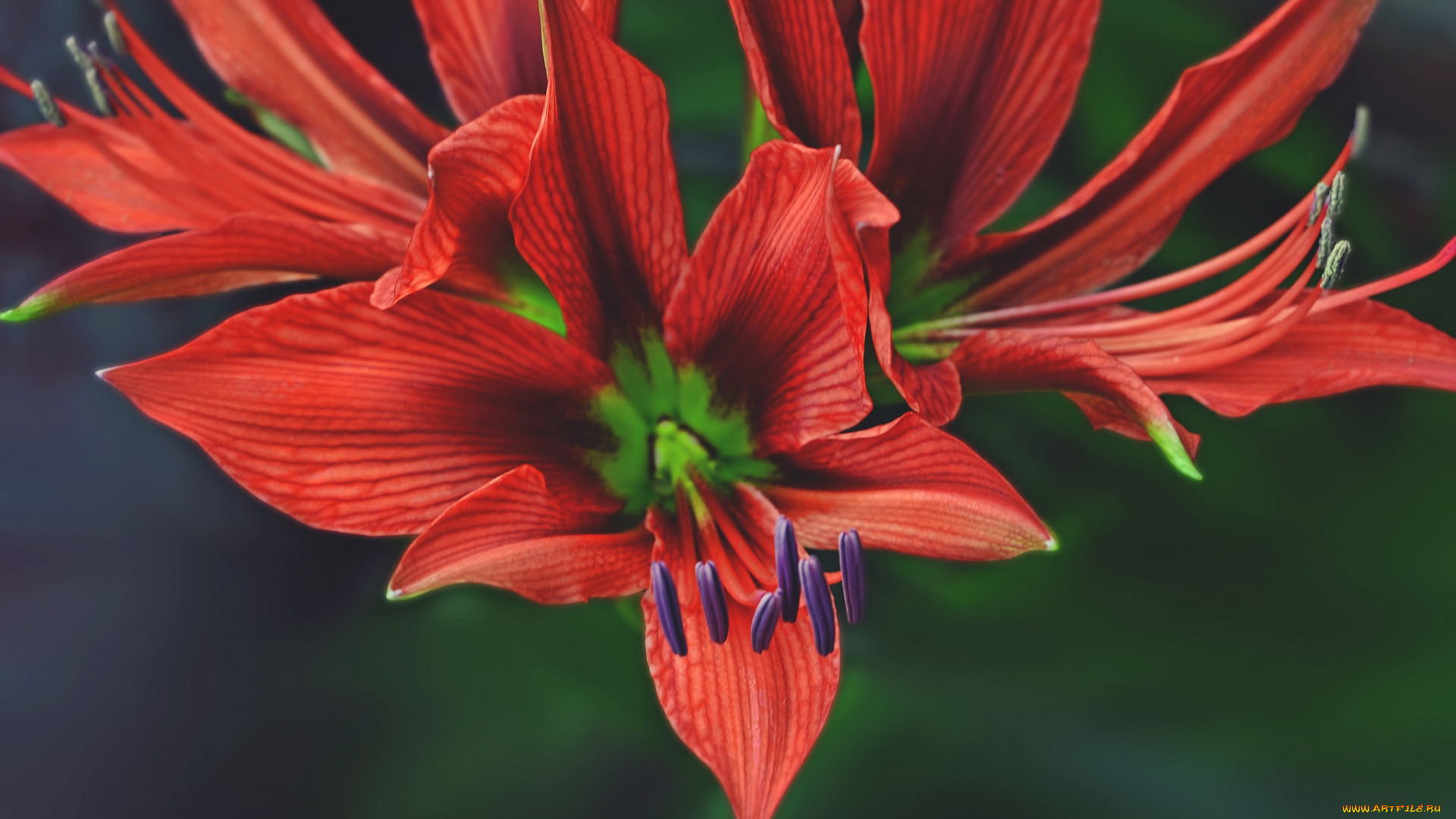 цветы, лилии, , лилейники, цветок, лепестки, макро