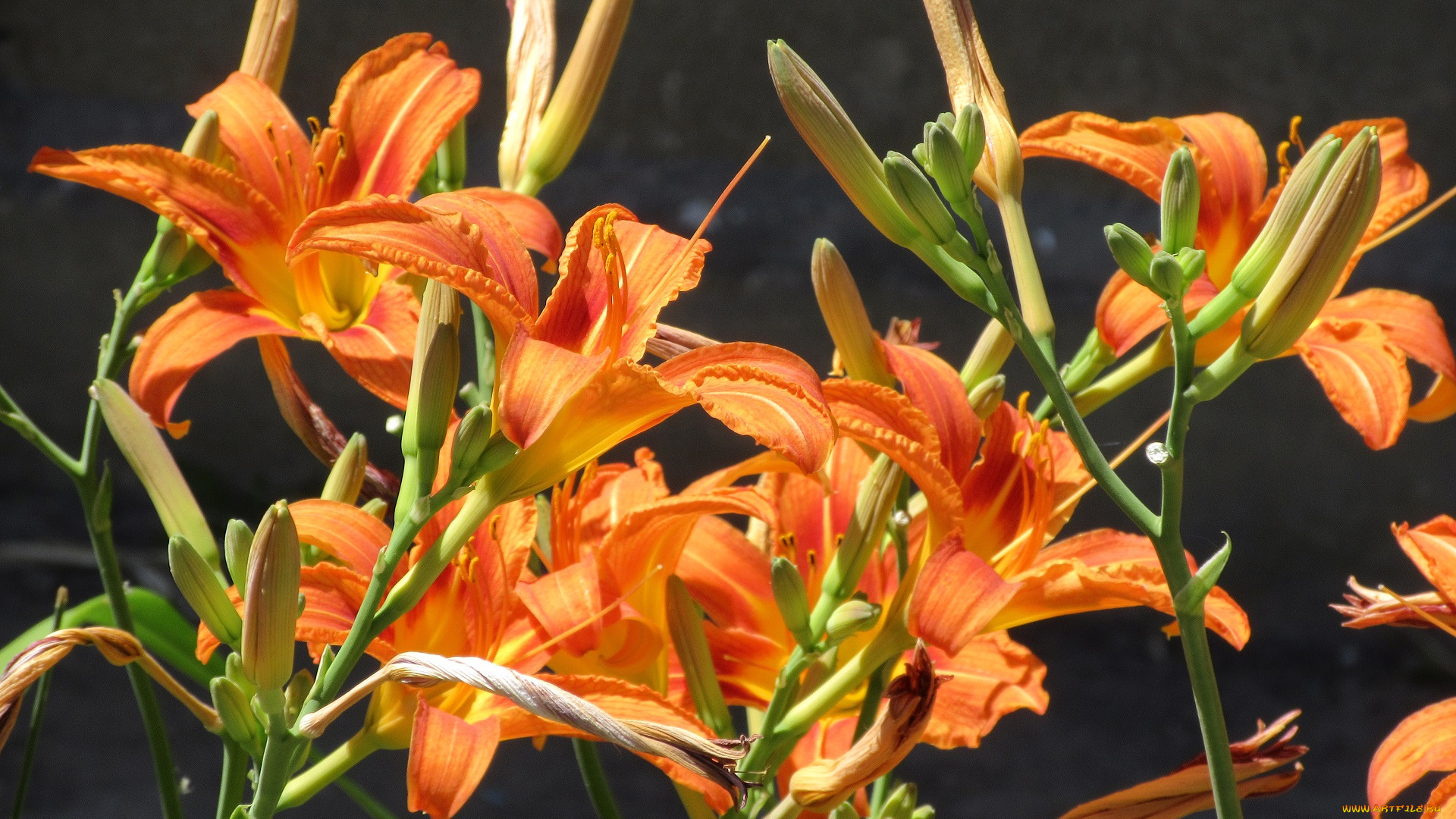 цветы, лилии, , лилейники, лето, 2018