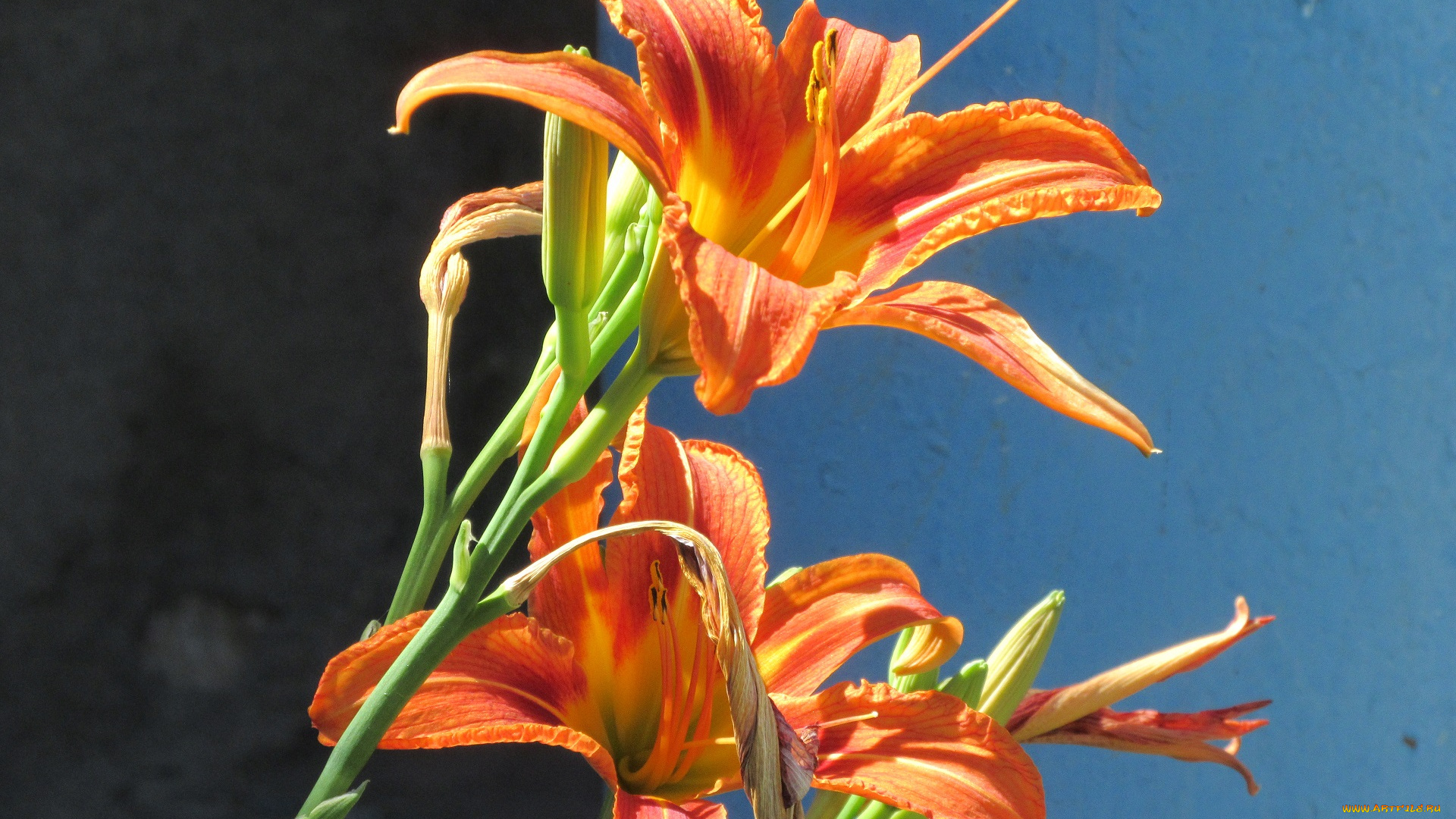 цветы, лилии, , лилейники, лето, 2018