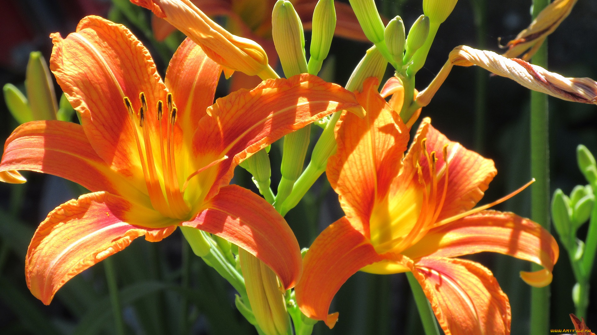 цветы, лилии, , лилейники, лето, 2018