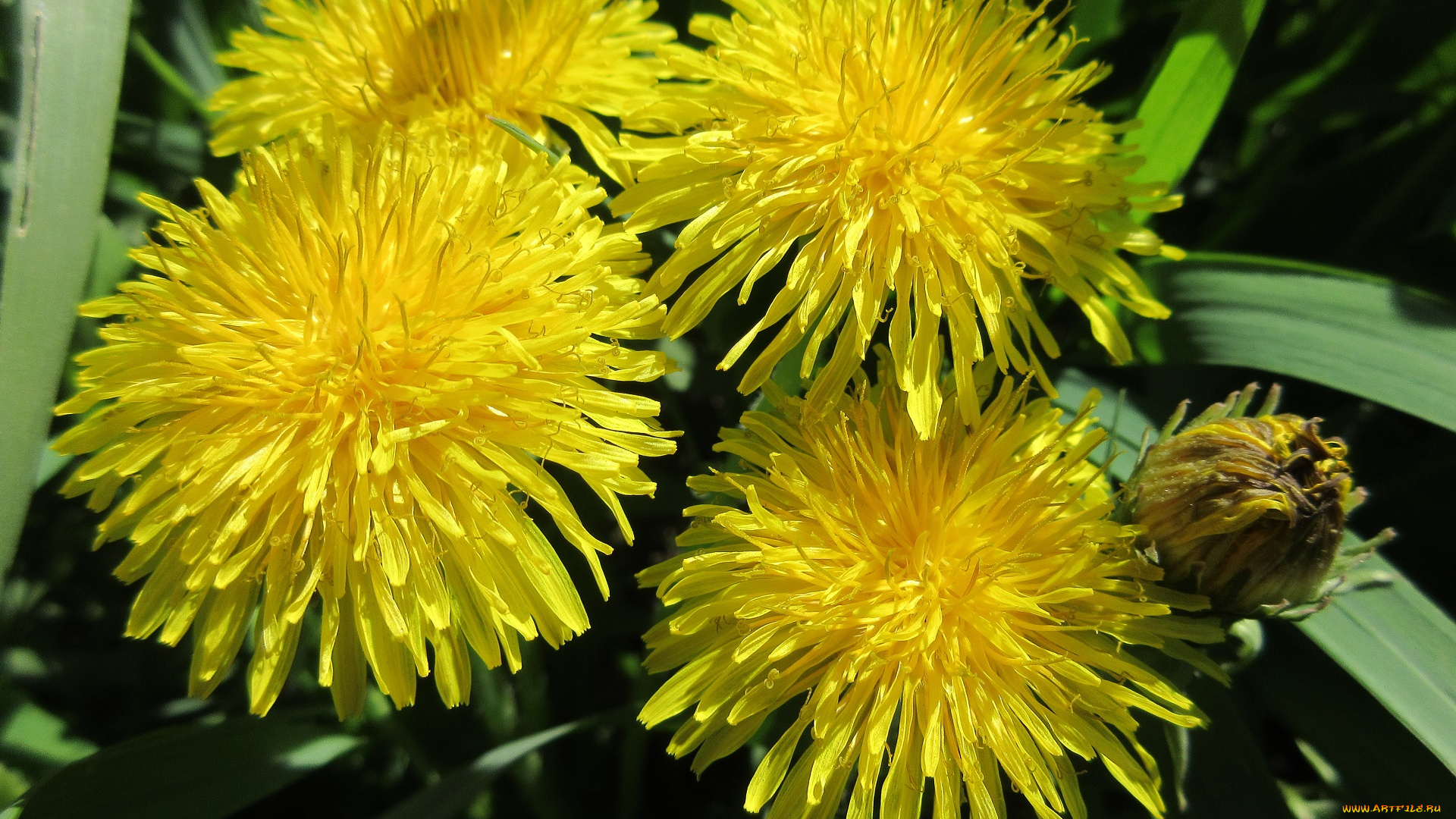 цветы, одуванчики, весна, 2018