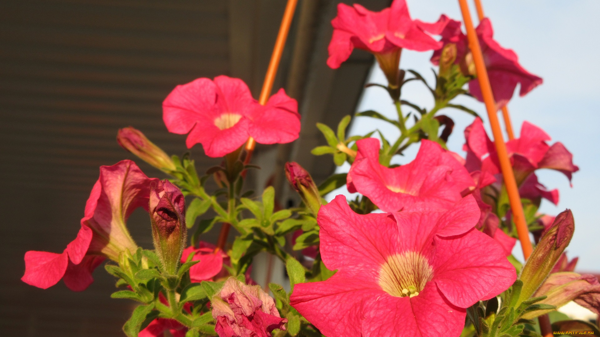 цветы, петунии, , калибрахоа, лето, 2018