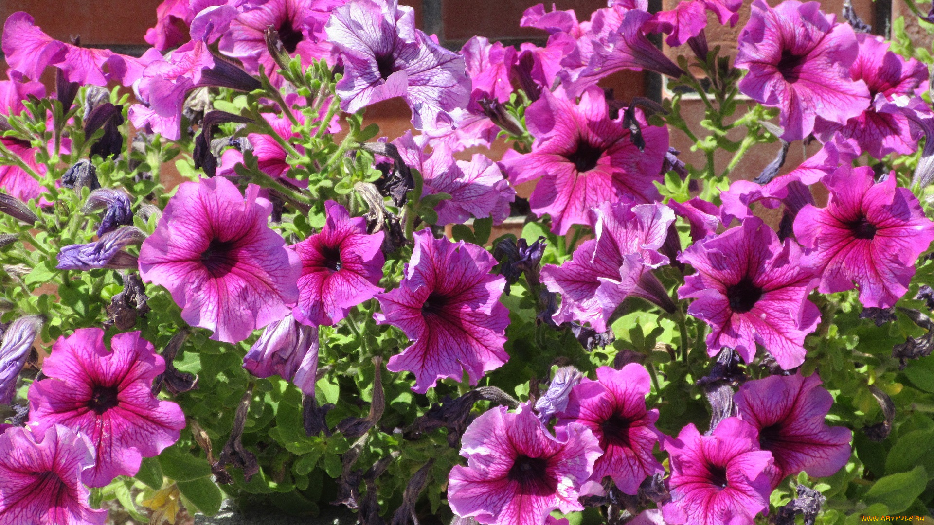 цветы, петунии, , калибрахоа, лето, 2018