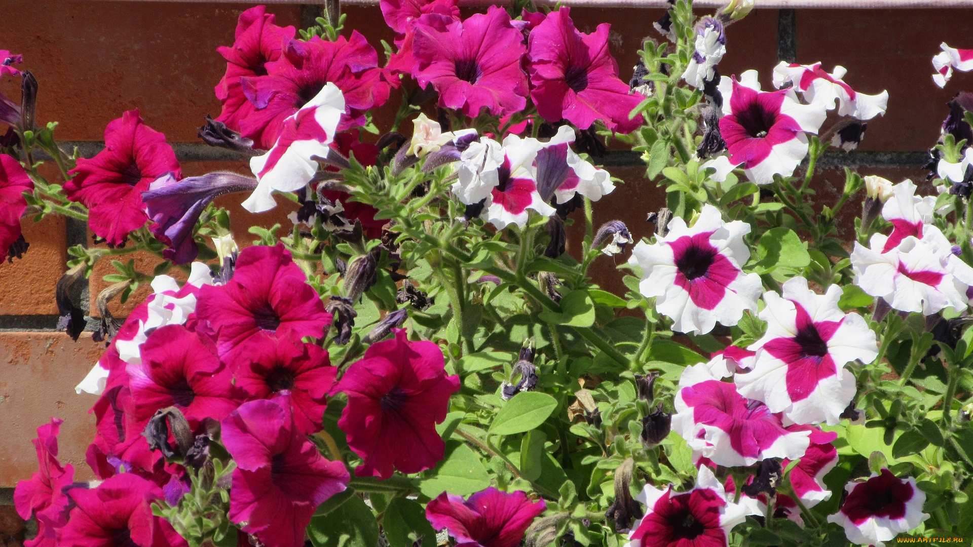 цветы, петунии, , калибрахоа, лето, 2018