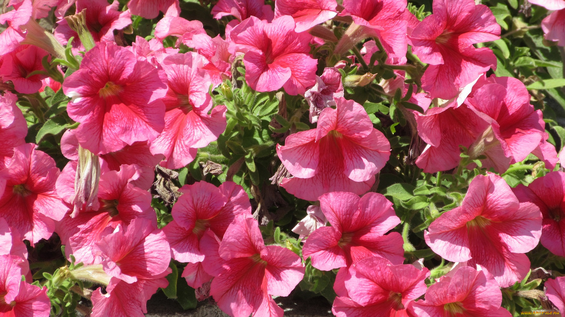 цветы, петунии, , калибрахоа, лето, 2018