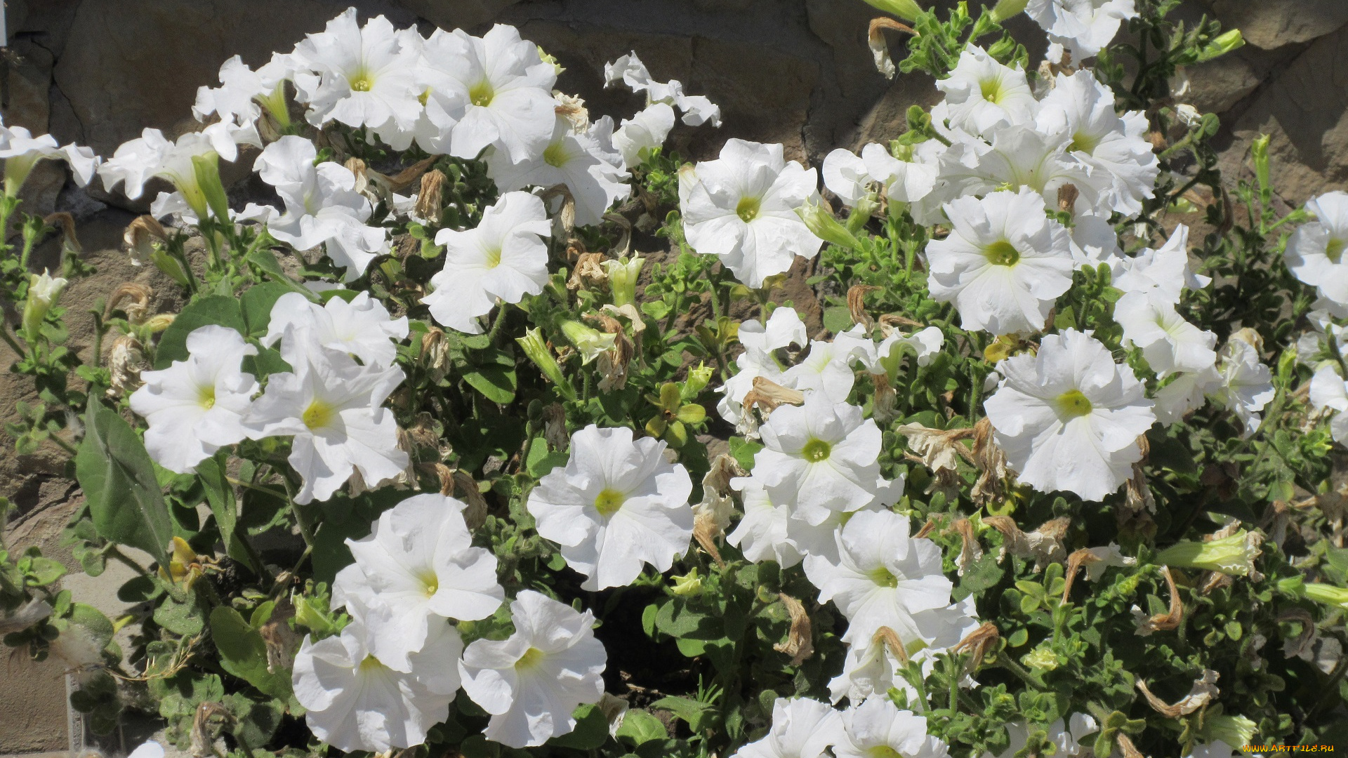 цветы, петунии, , калибрахоа, лето, 2018