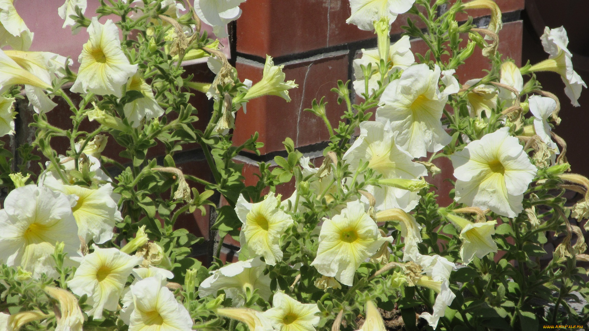 цветы, петунии, , калибрахоа, лето, 2018