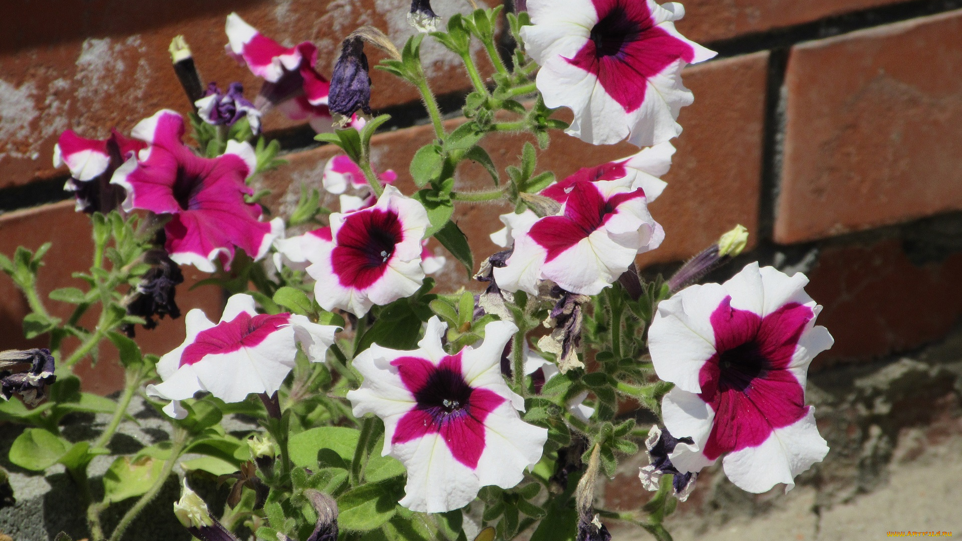 цветы, петунии, , калибрахоа, лето, 2018