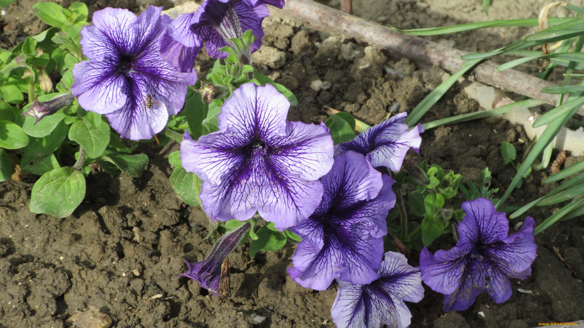 цветы, петунии, , калибрахоа, весна, 2018