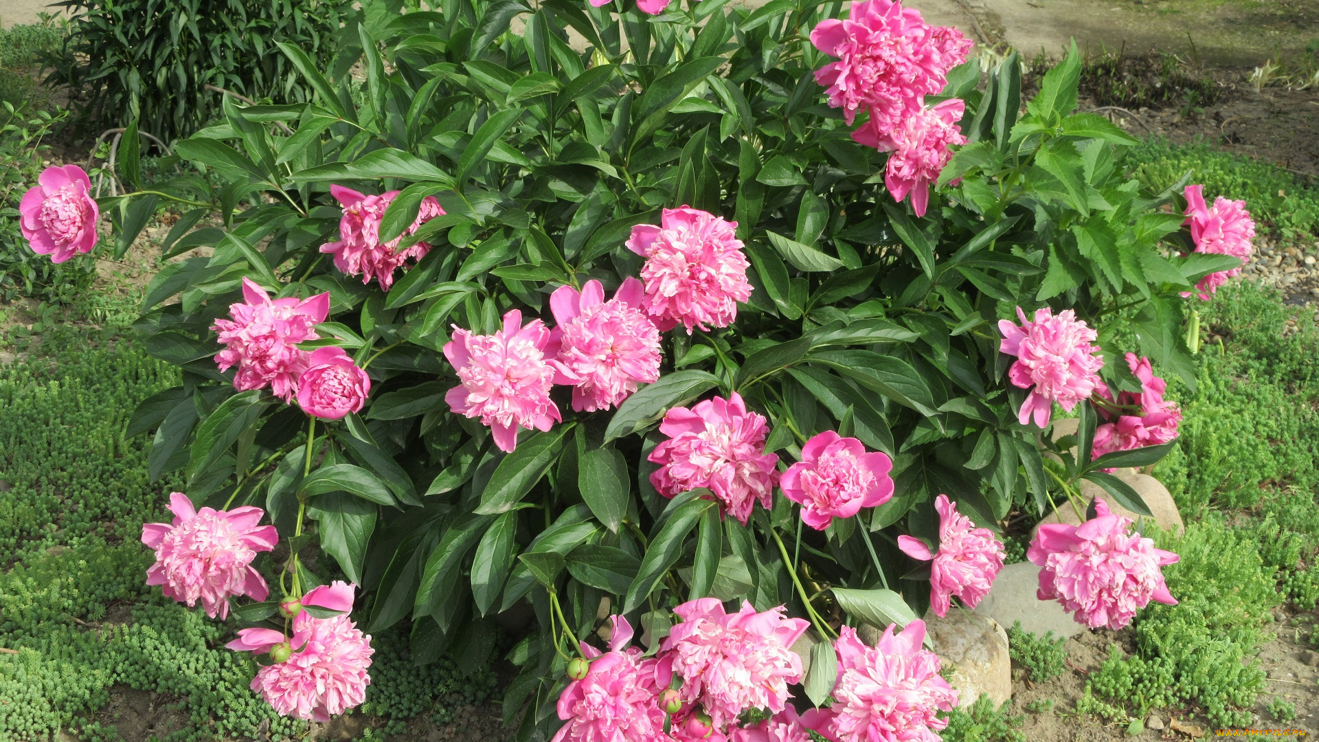 цветы, пионы, весна, 2018