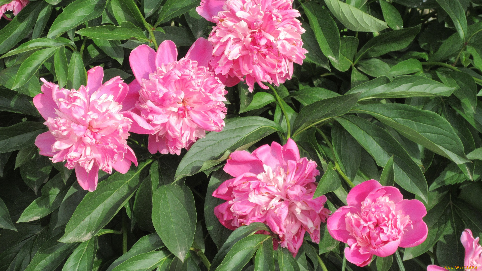 цветы, пионы, весна, 2018