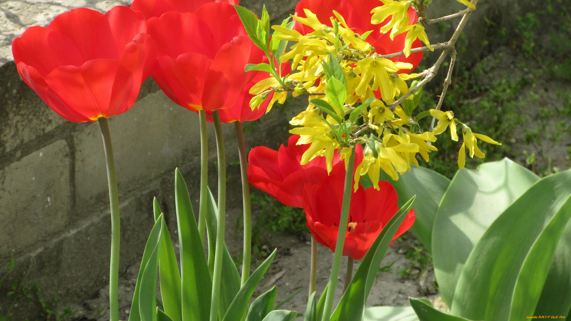 цветы, разные, вместе, весна, 2018