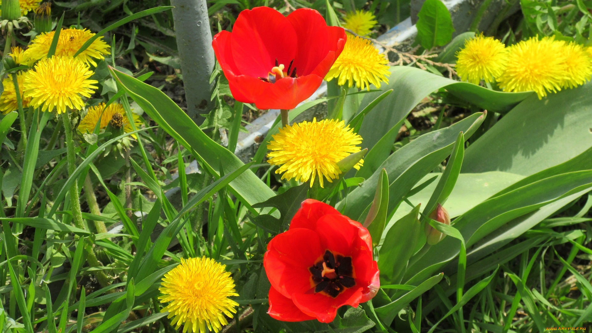 цветы, разные, вместе, весна, 2018