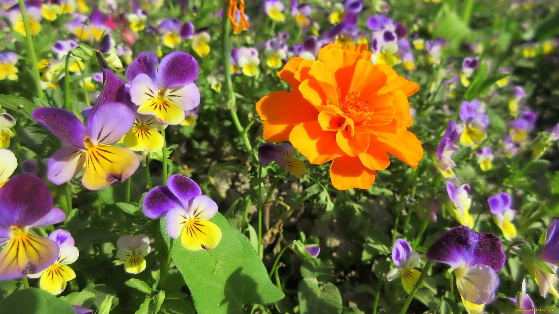 цветы, разные, вместе, весна, 2018