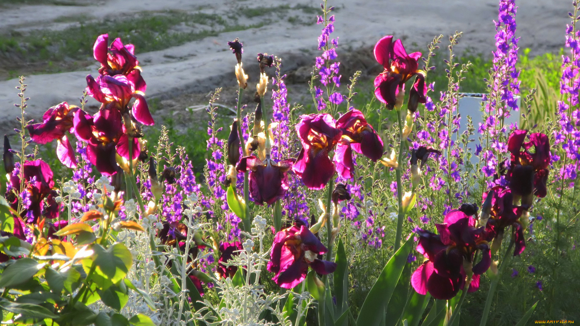 цветы, разные, вместе, весна, 2018