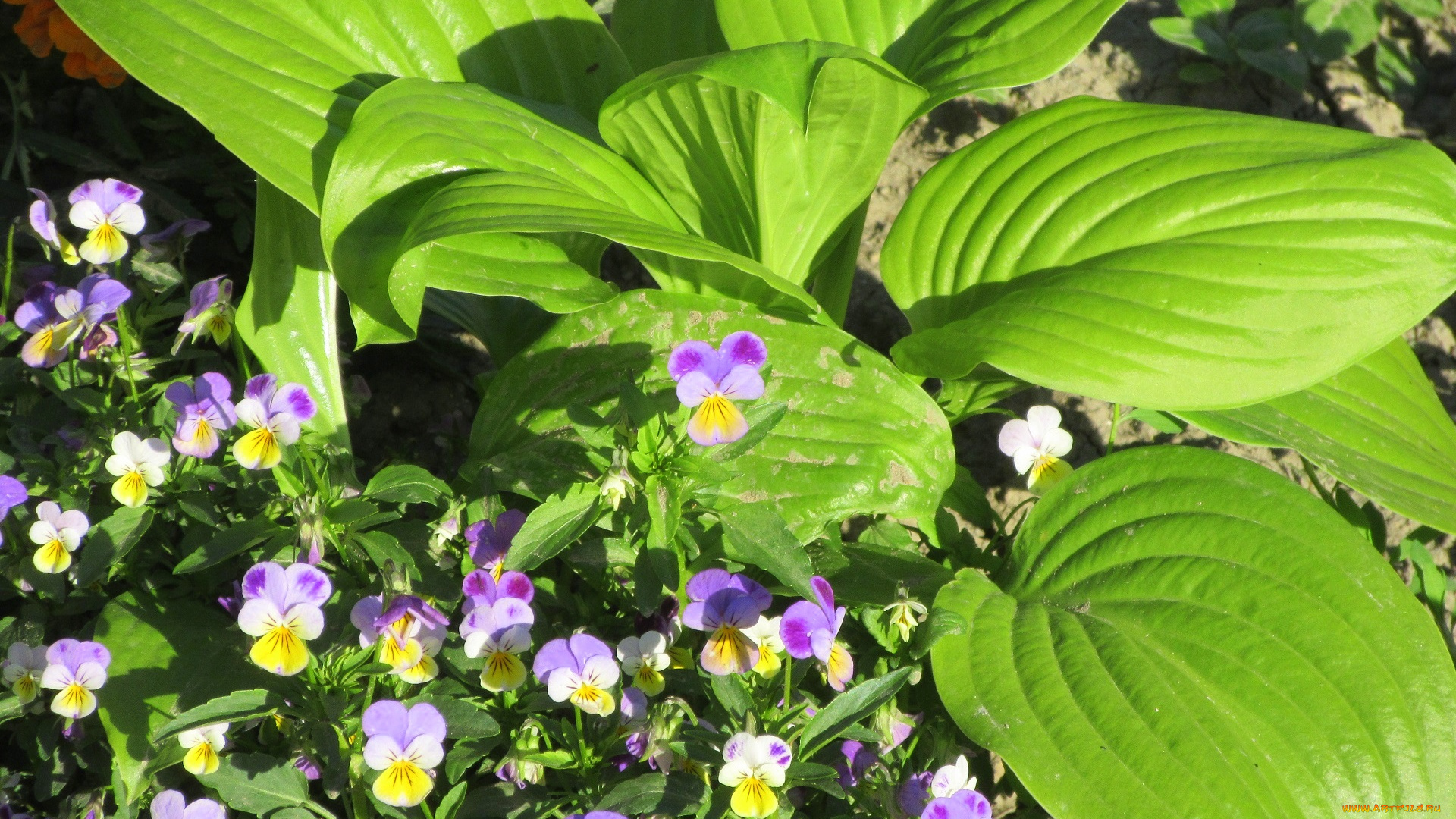 цветы, разные, вместе, весна, 2018