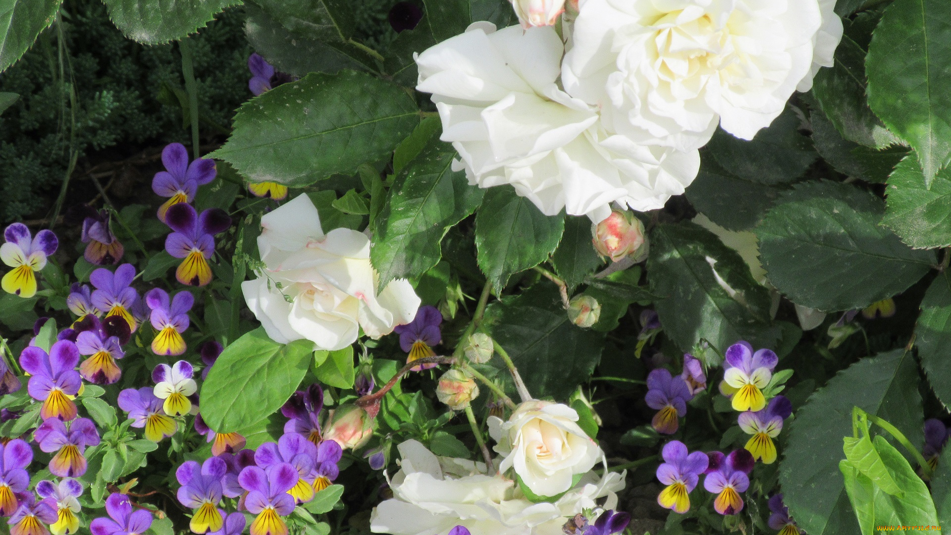 цветы, разные, вместе, весна, 2018