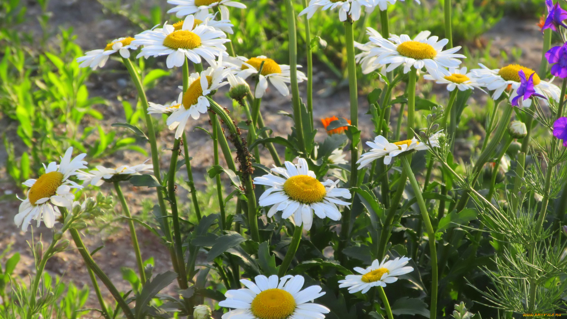 цветы, ромашки, весна, 2018