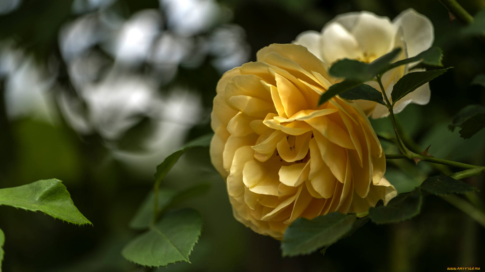 цветы, розы, бутон, лепестки