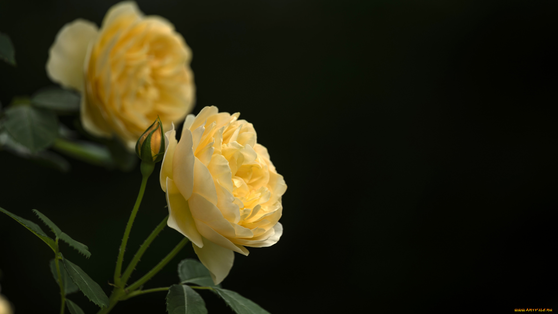 цветы, розы, бутон, лепестки