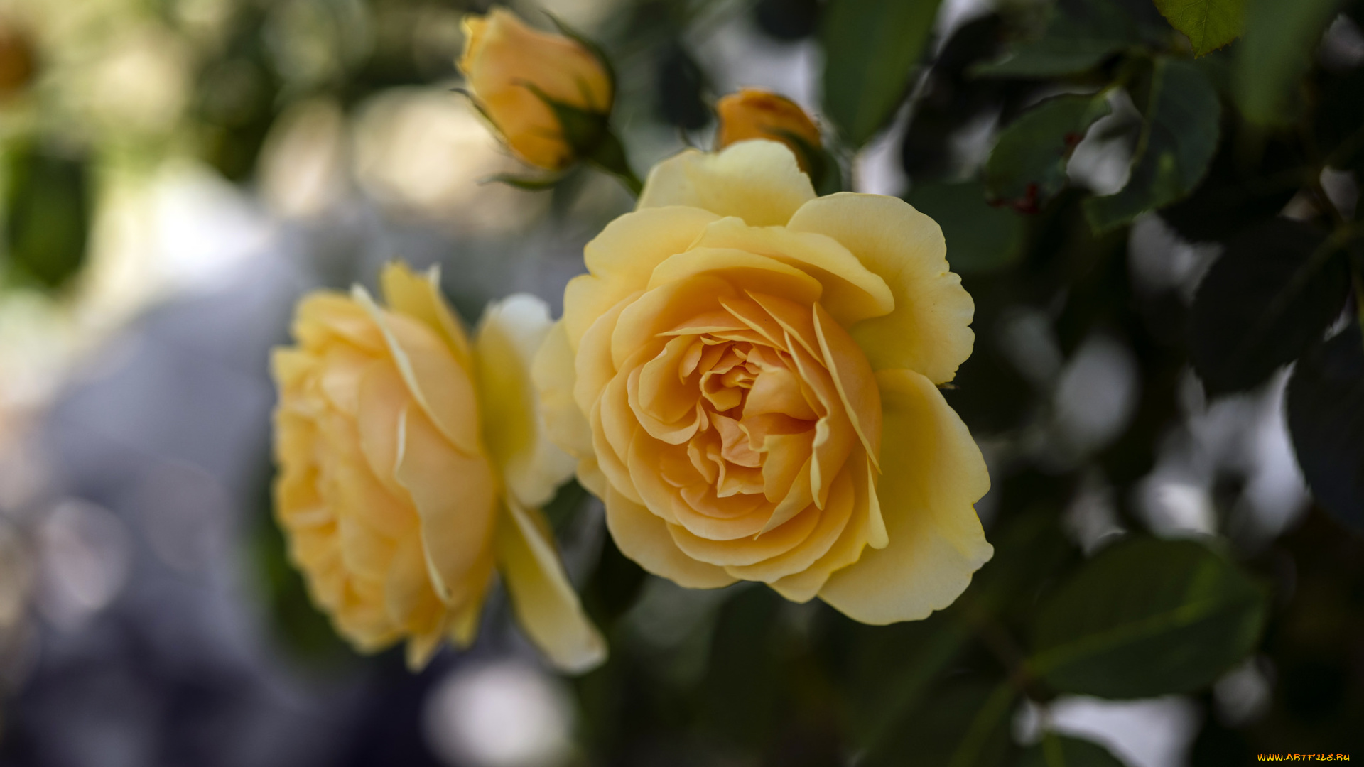 цветы, розы, лепестки, бутон