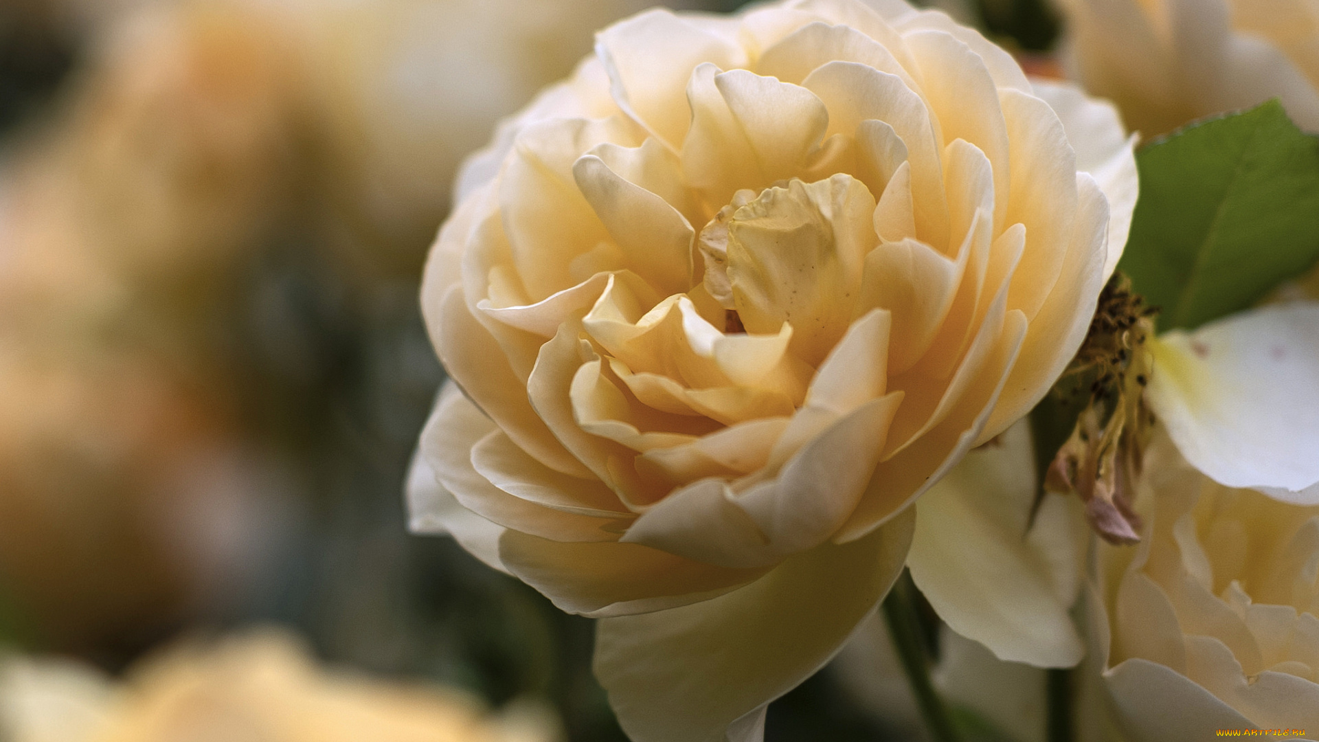 цветы, розы, лепестки, бутон