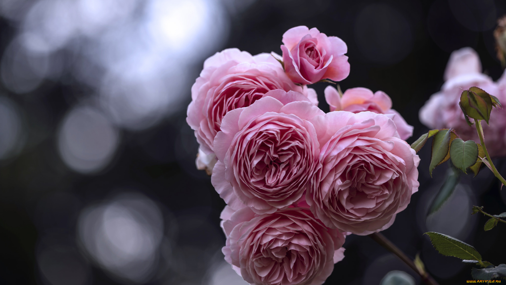 цветы, розы, лепестки, бутон