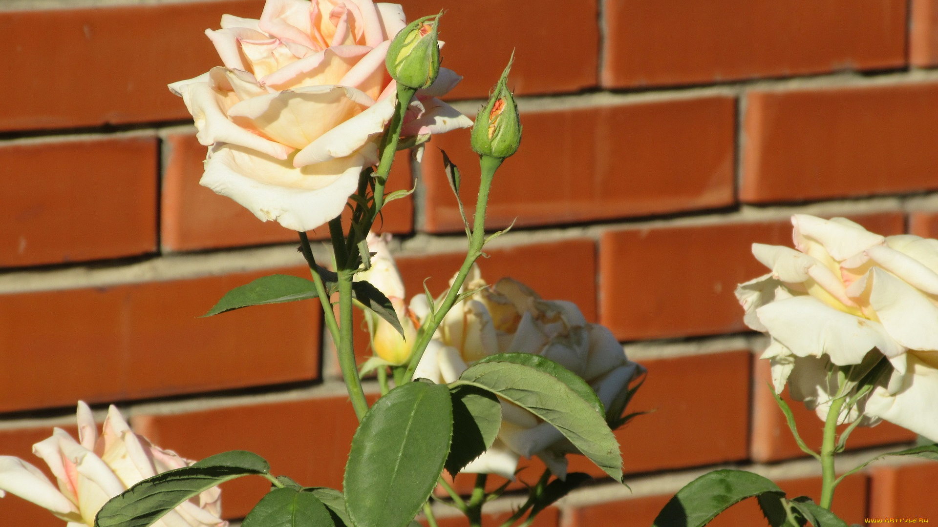 цветы, розы, лето, 2018