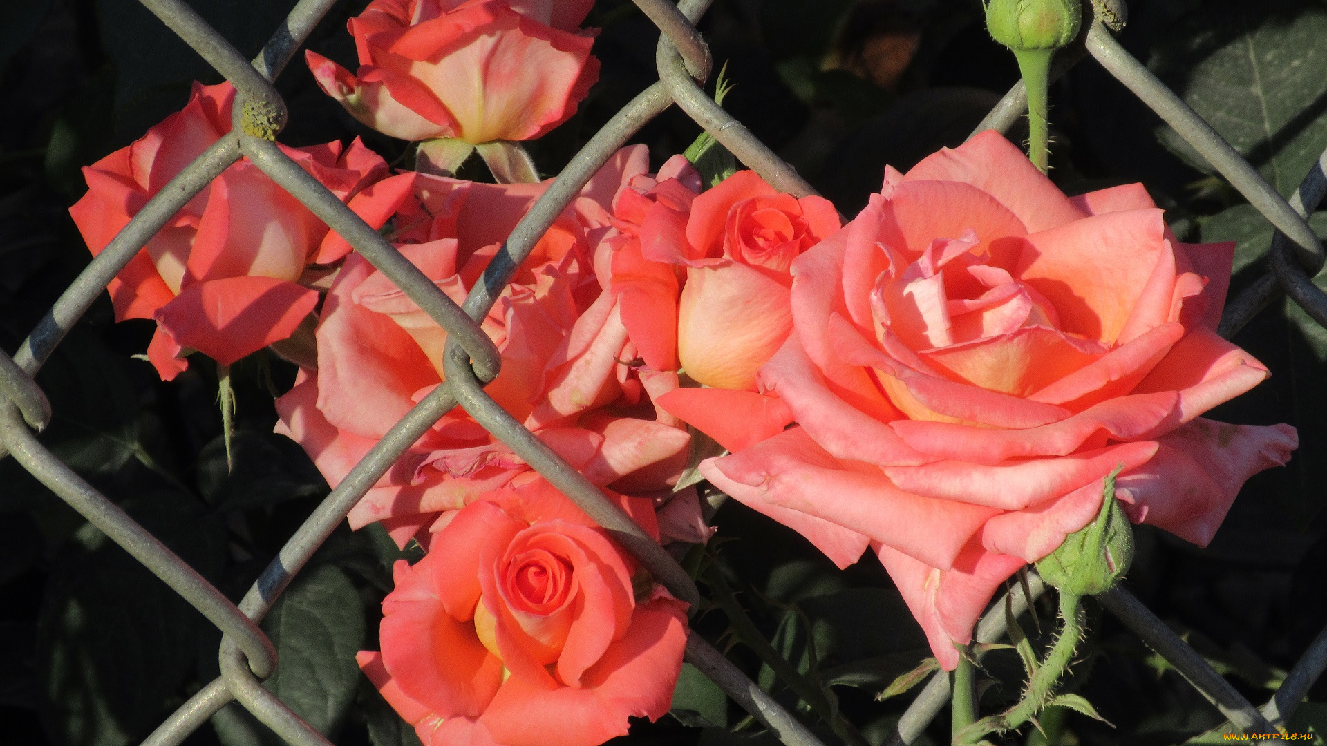 цветы, розы, лето, 2018