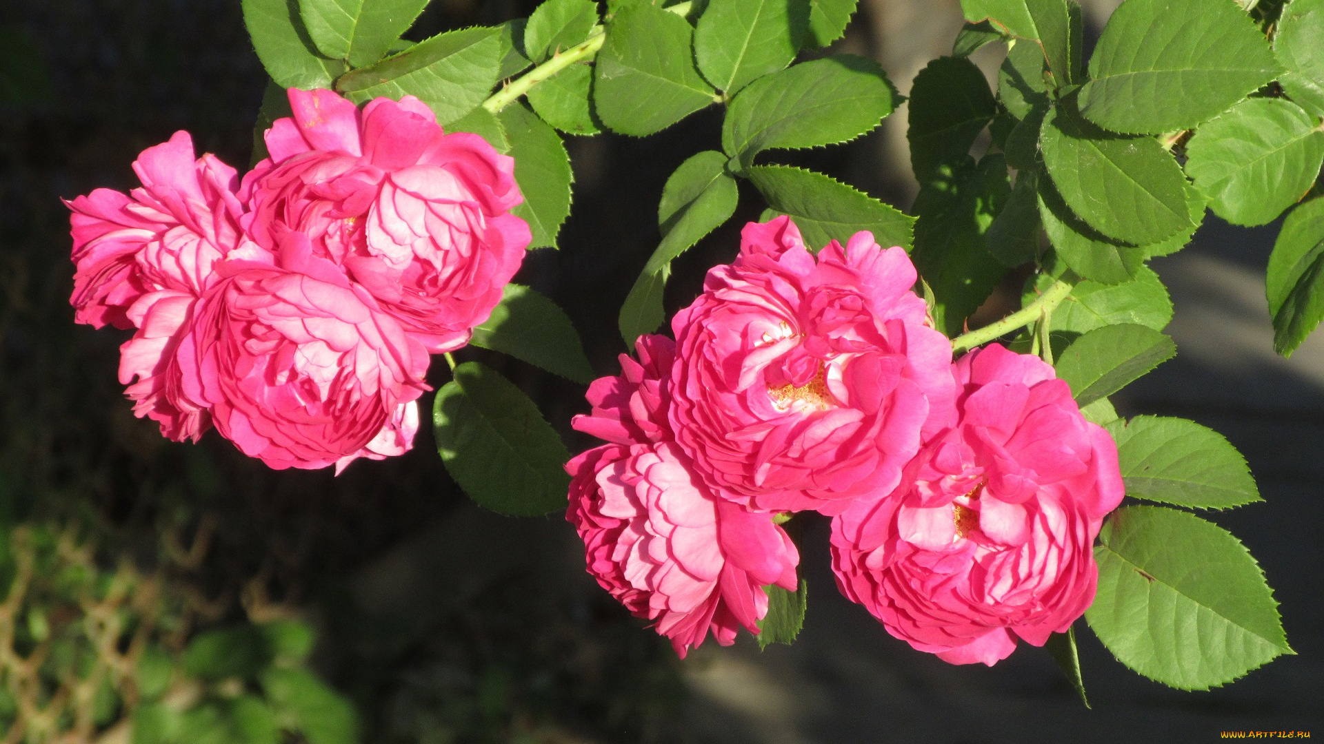 цветы, розы, лето, 2018