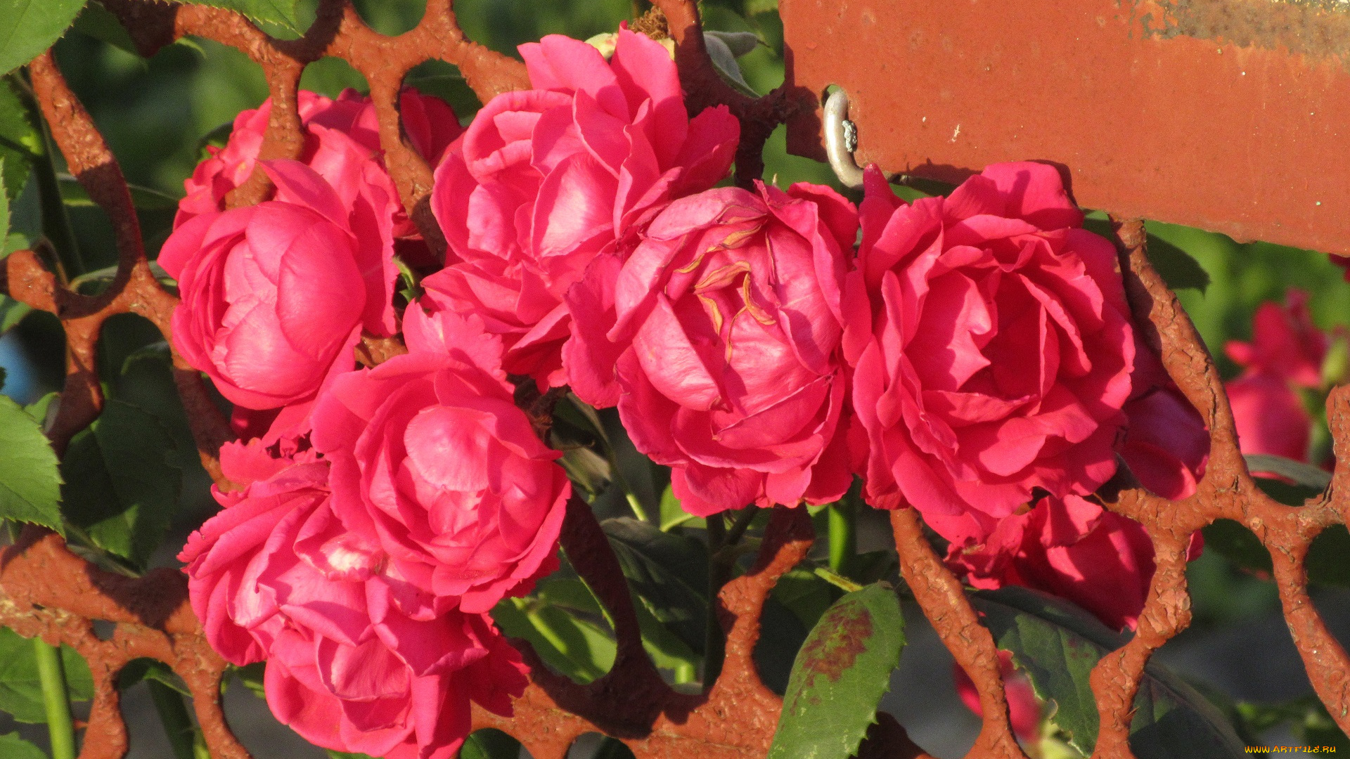 цветы, розы, лето, 2018