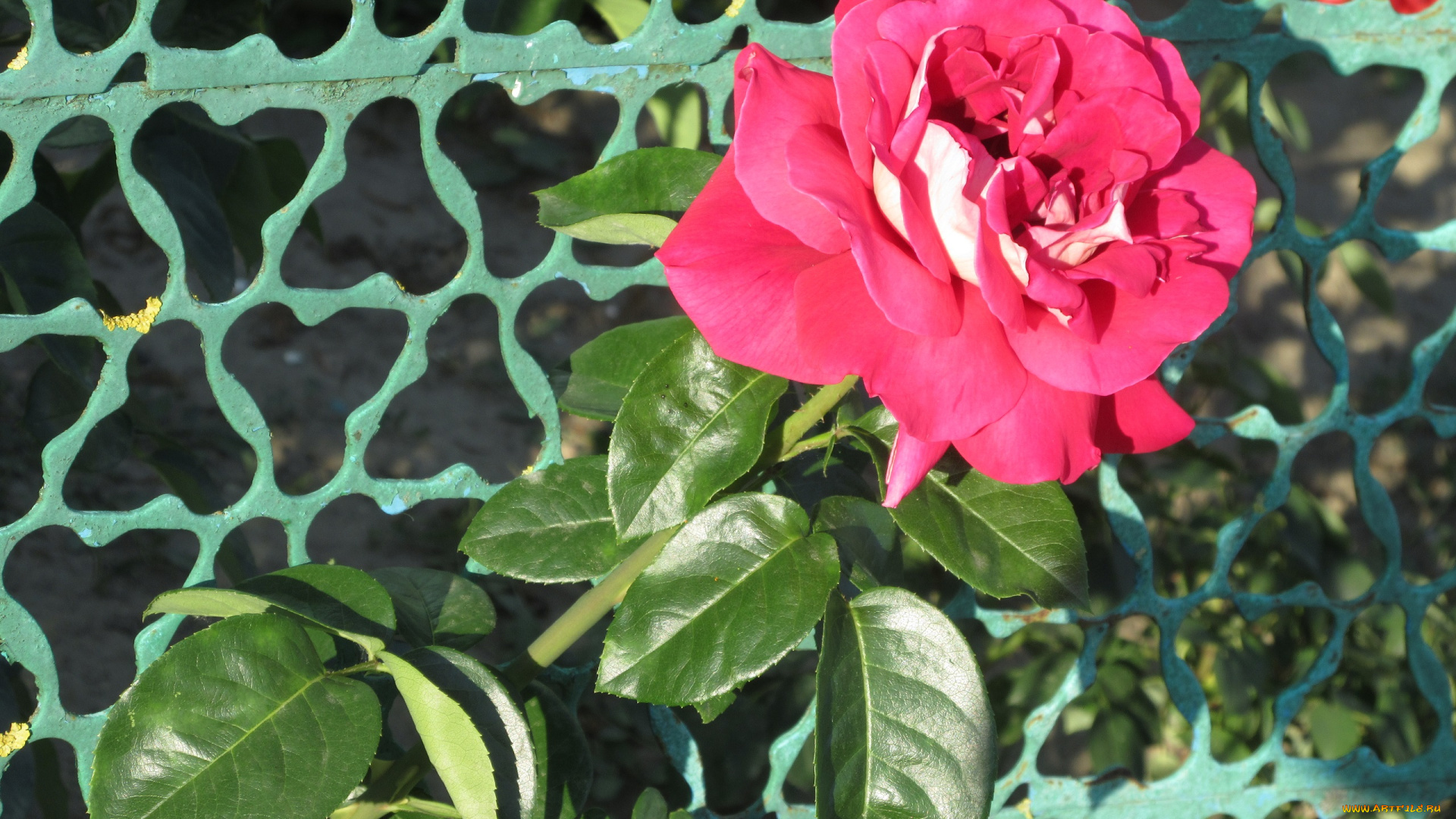 цветы, розы, лето, 2018