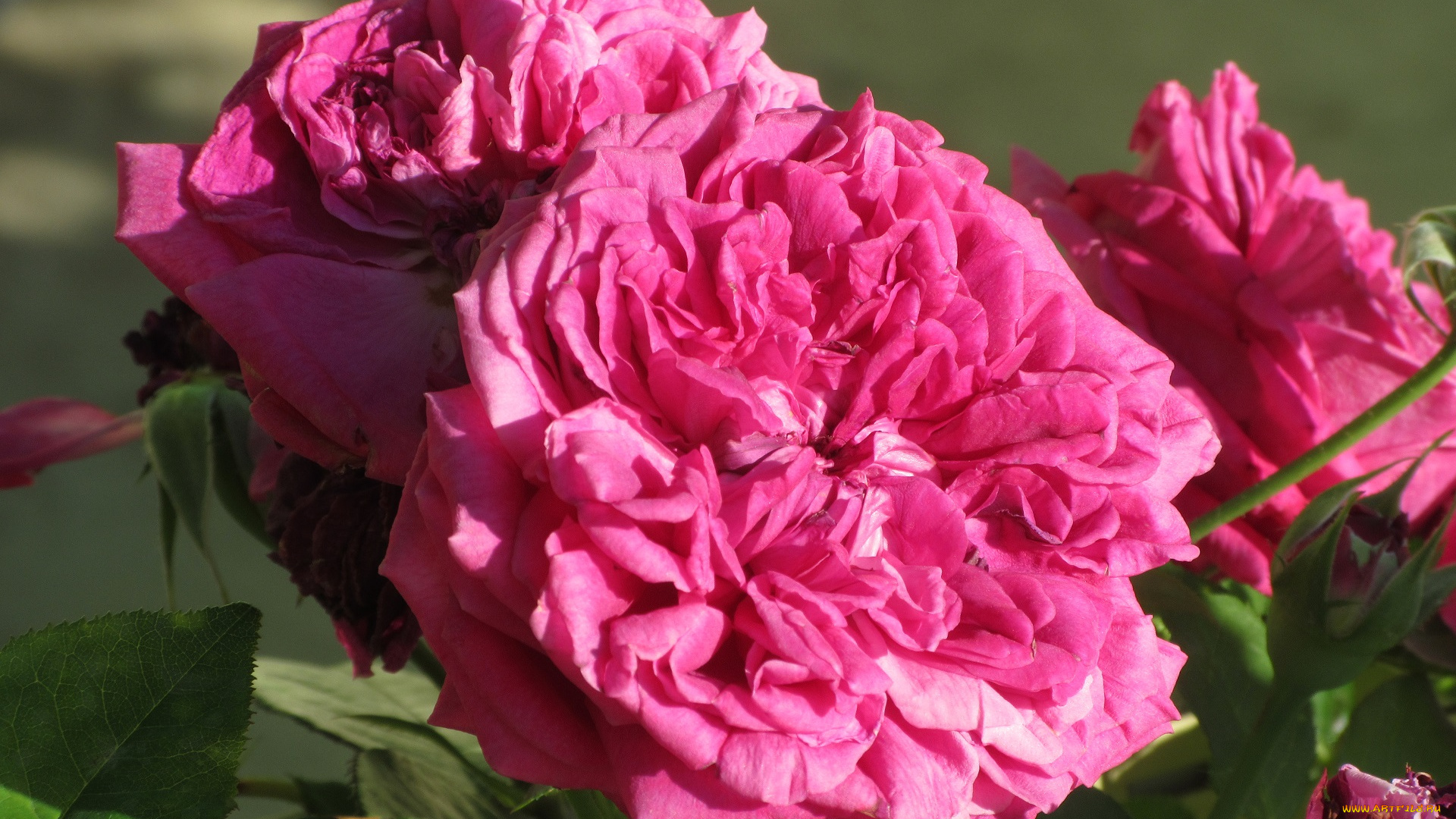 цветы, розы, лето, 2018