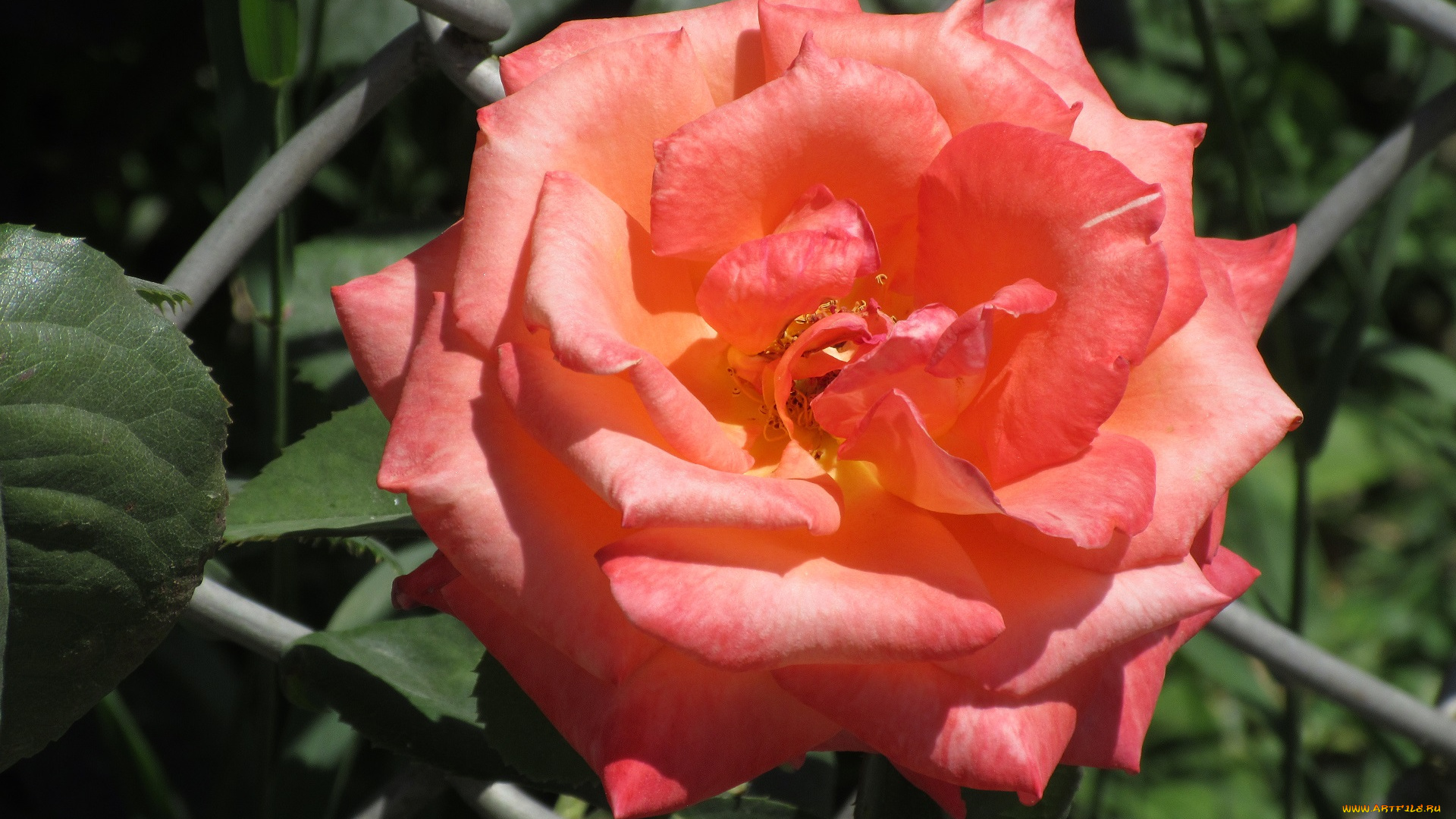 цветы, розы, лето, 2018