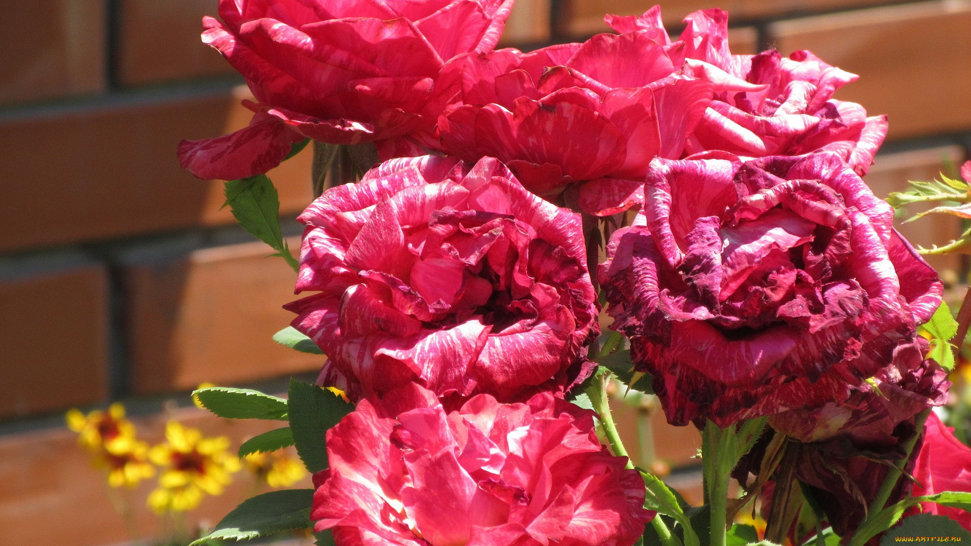 цветы, розы, лето, 2018