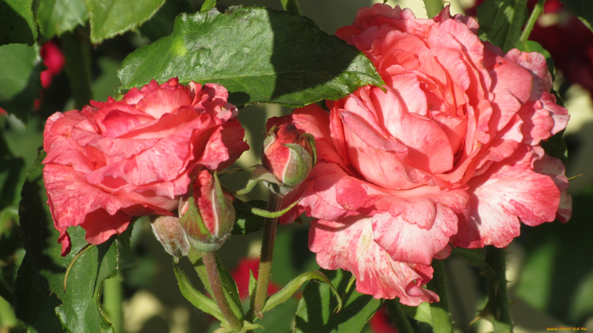 цветы, розы, лето, 2018