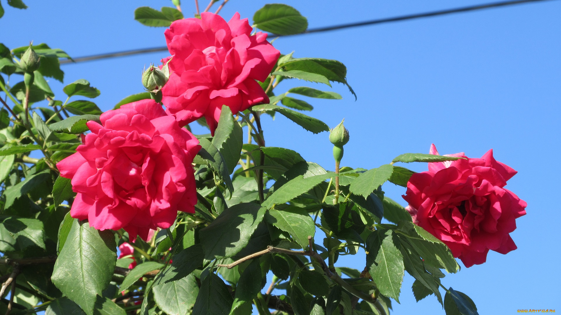 цветы, розы, весна, 2018