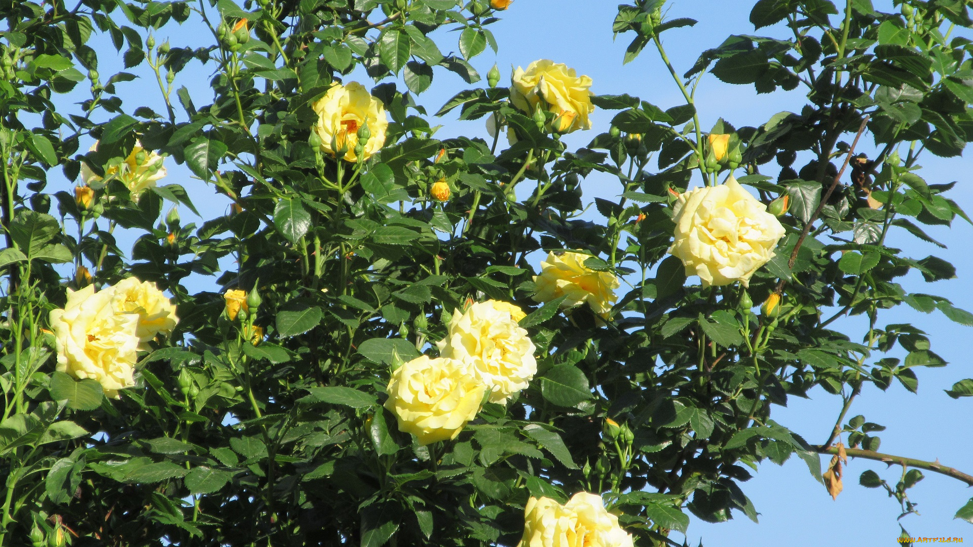 цветы, розы, весна, 2018