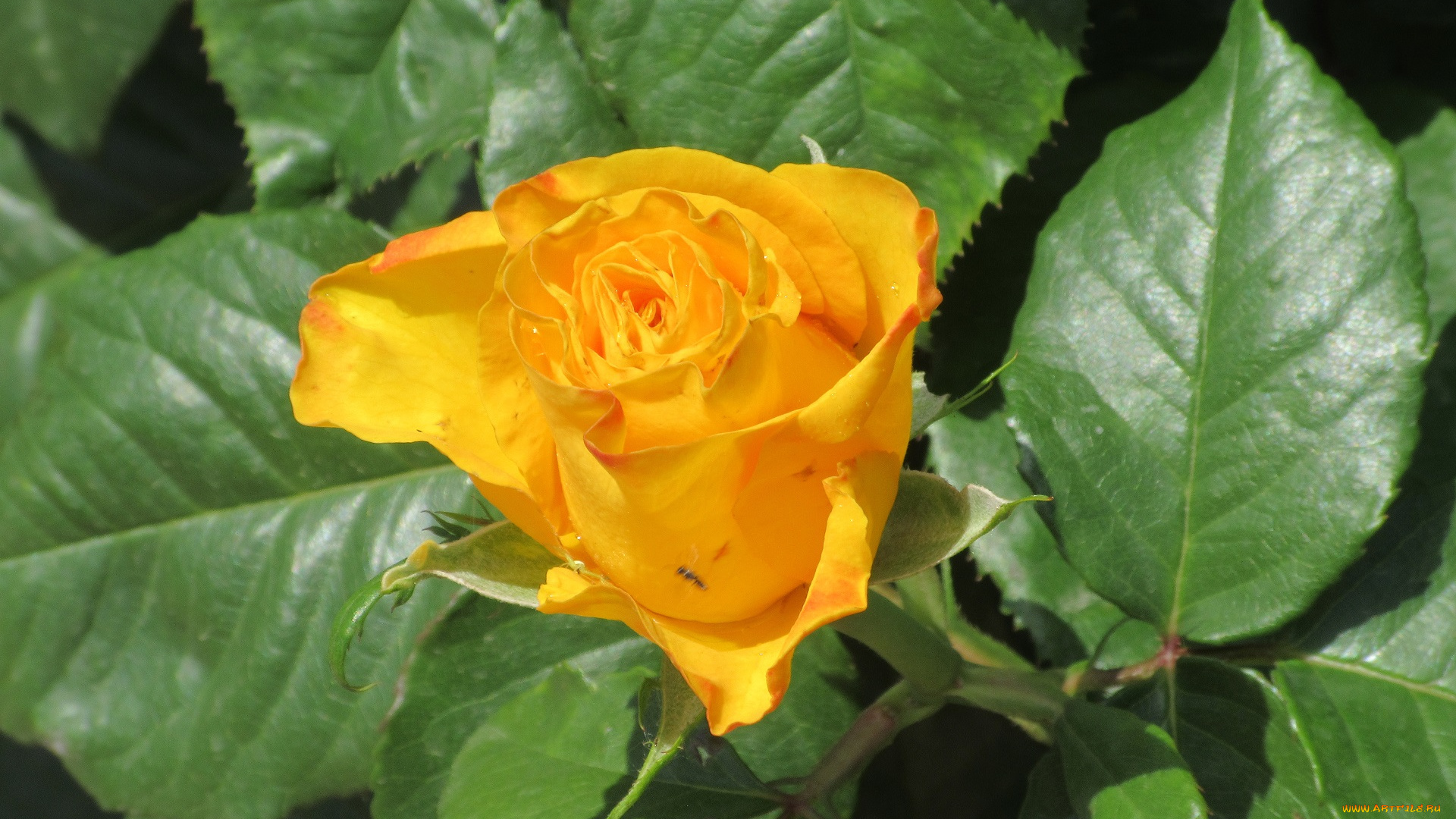 цветы, розы, весна, 2018