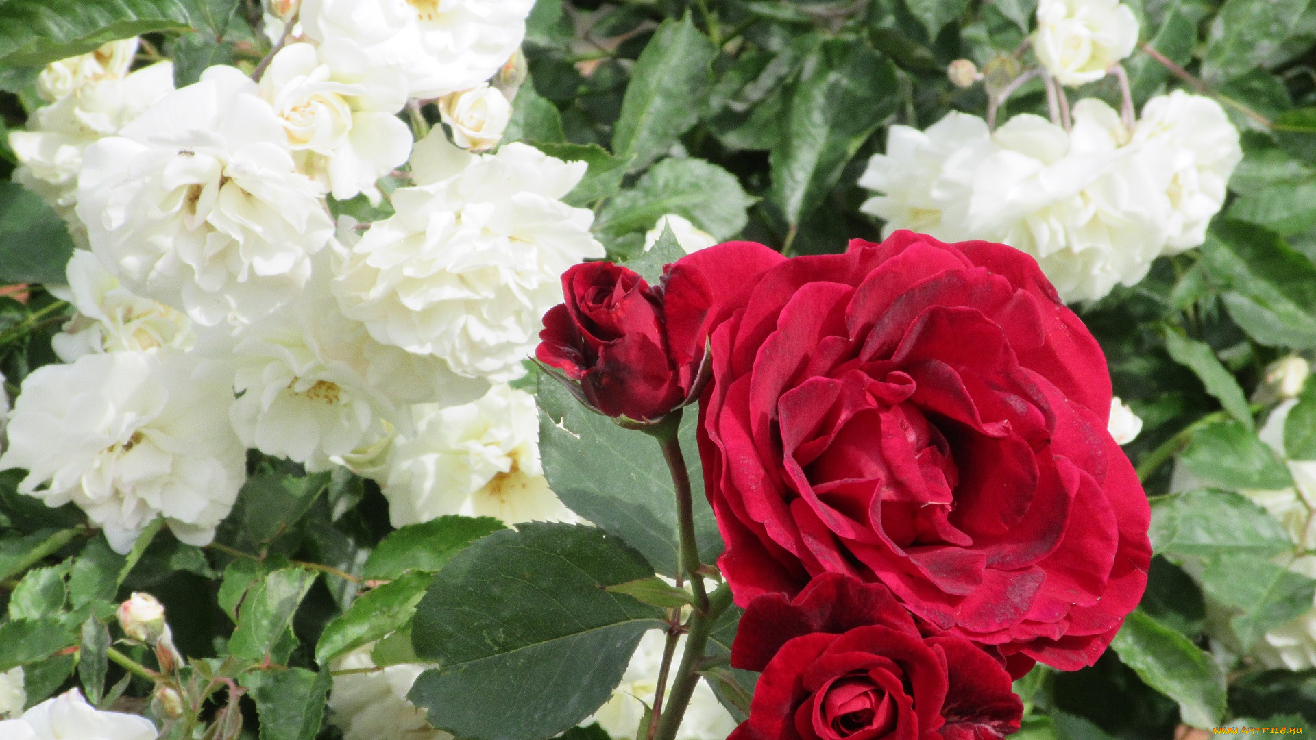 цветы, розы, весна, 2018