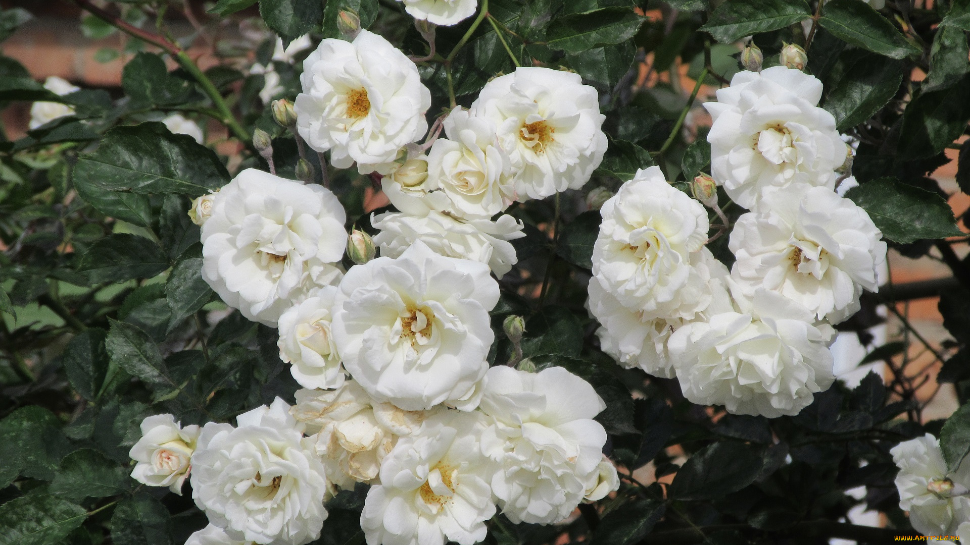 цветы, розы, весна, 2018